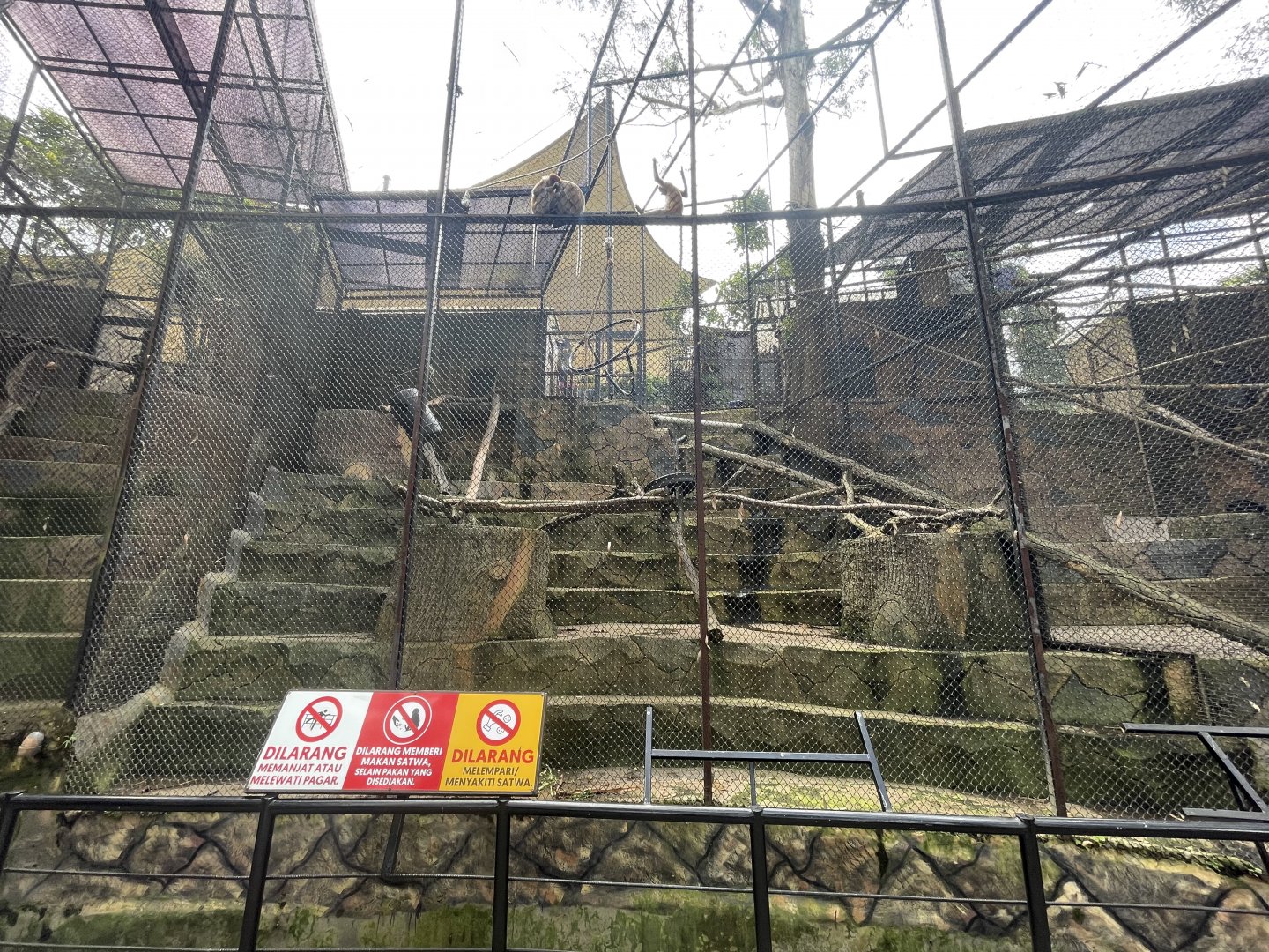 proboscis monkey exhibit (1)