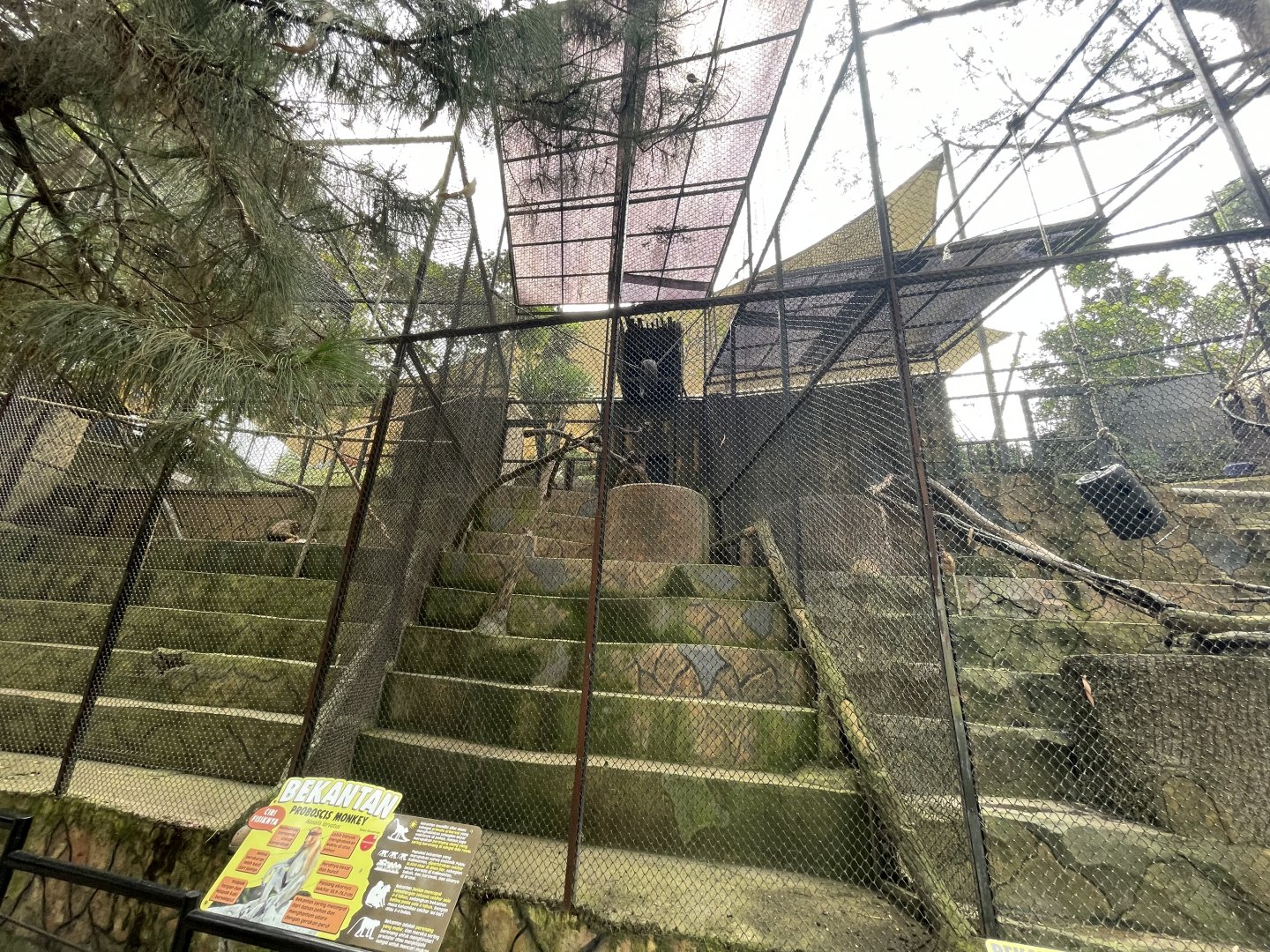 proboscis monkey exhibit (2)