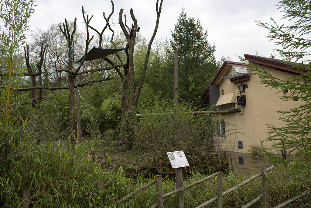 Proboscis Monkey exhibit, 4/4/14