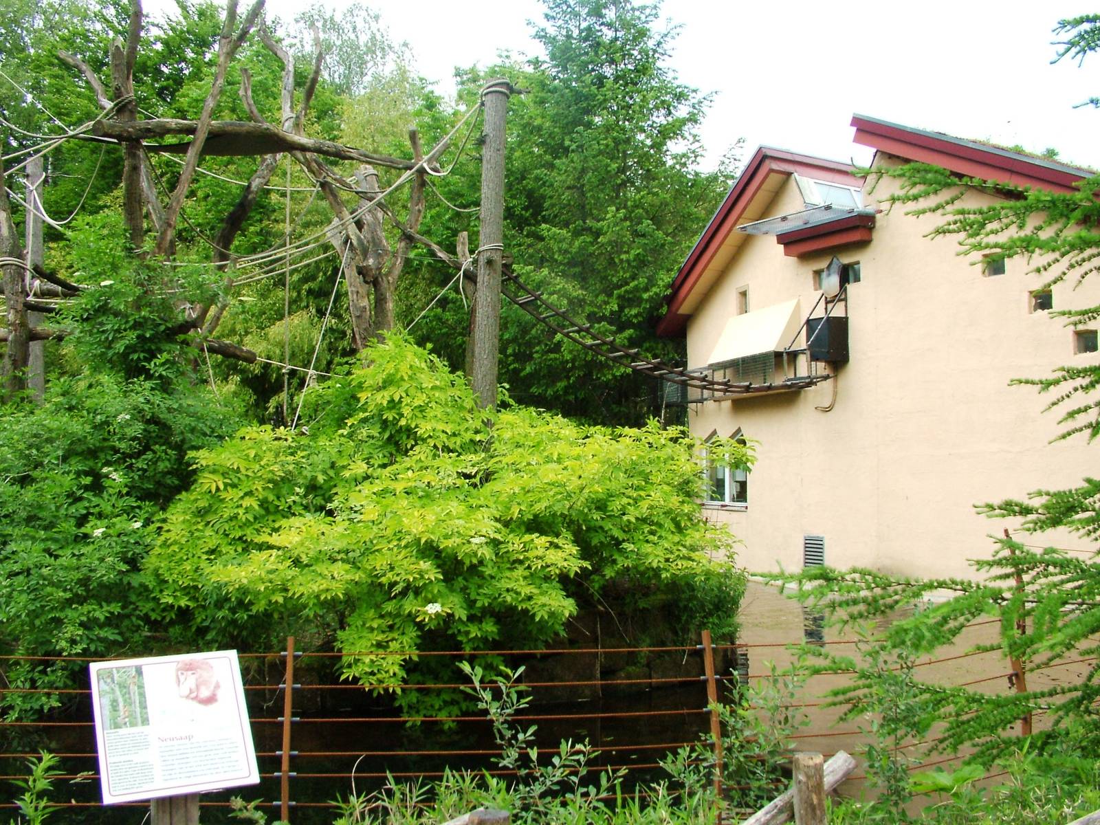 Proboscis Monkey Exhibit at Apenheul, 30/05/12