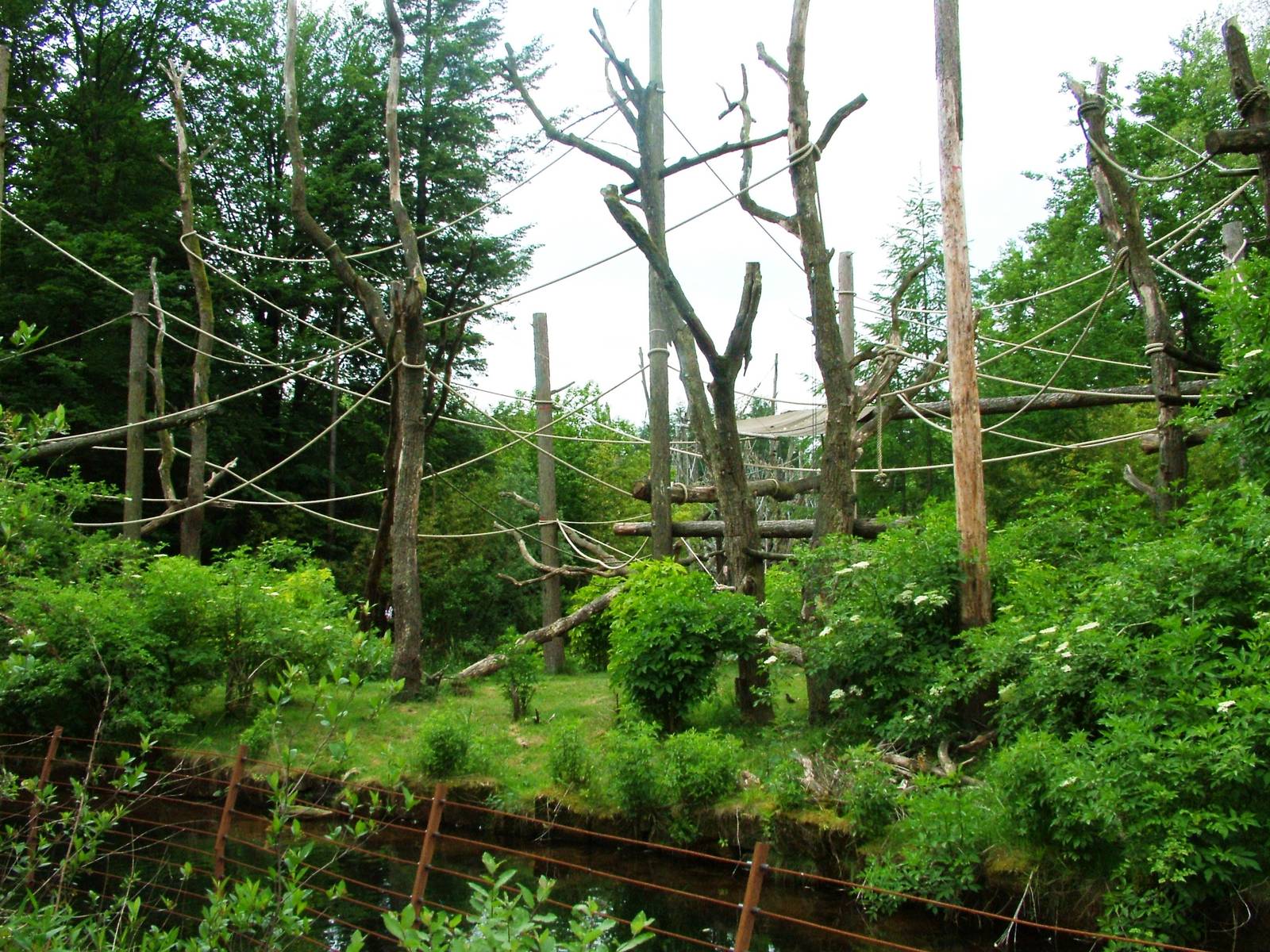 Proboscis Monkey Exhibit at Apenheul, 30/05/12