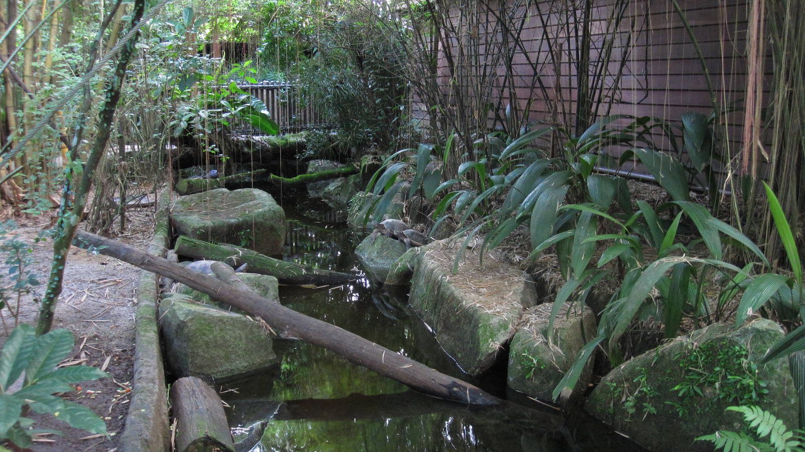 Proboscis Monkey exhibit - Giant Asian Pond Turtle