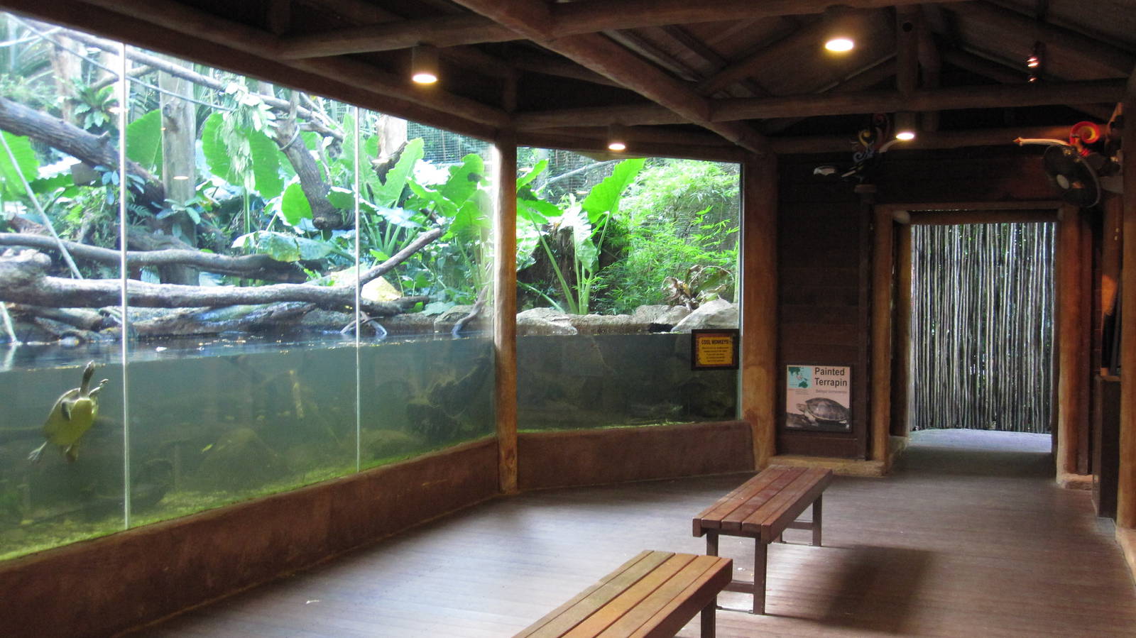 Proboscis Monkey exhibit - Painted Terrapin