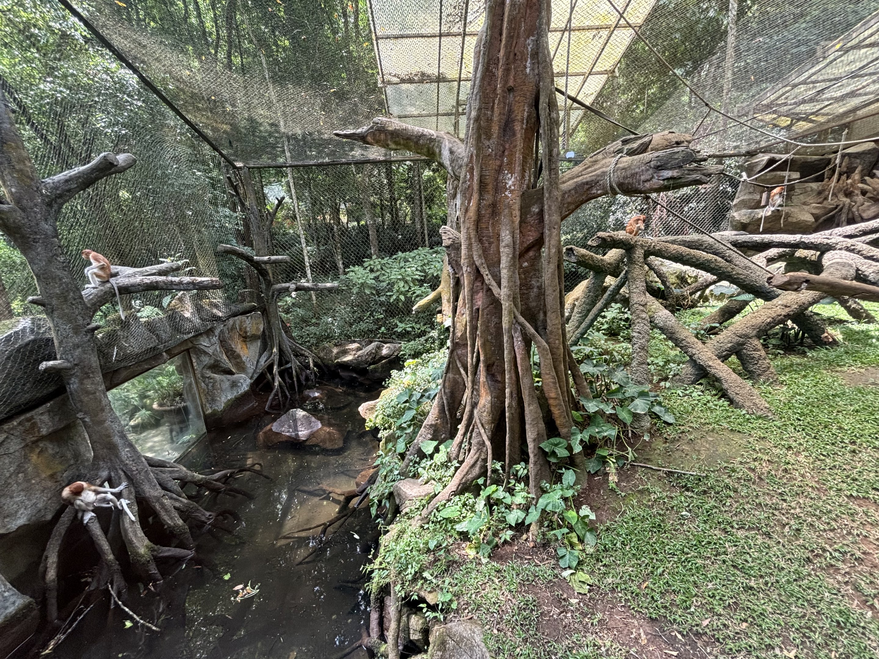 Proboscis Monkey Exhibit - wow!