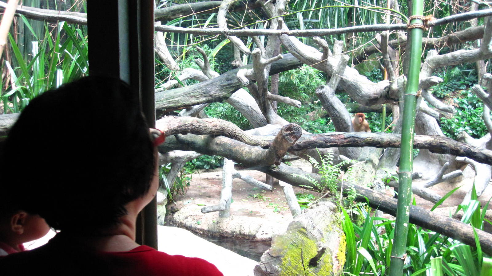 Proboscis Monkey exhibit