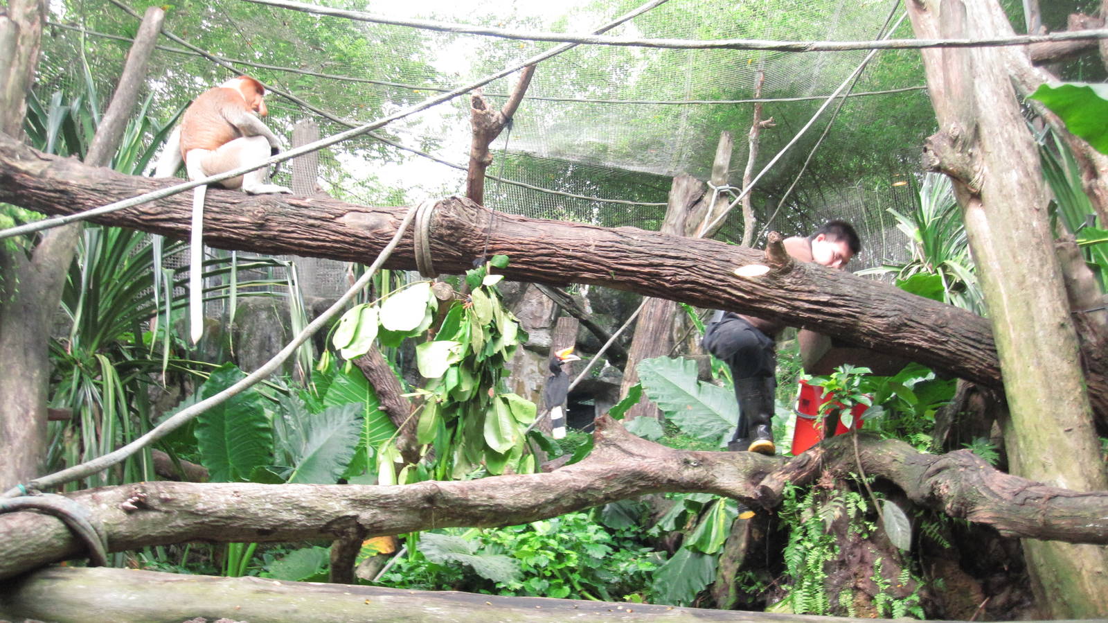 Proboscis Monkey exhibit