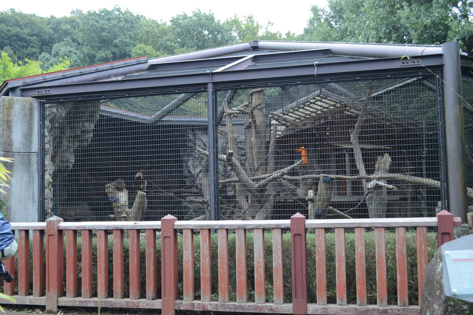 Proboscis monkey exhibit