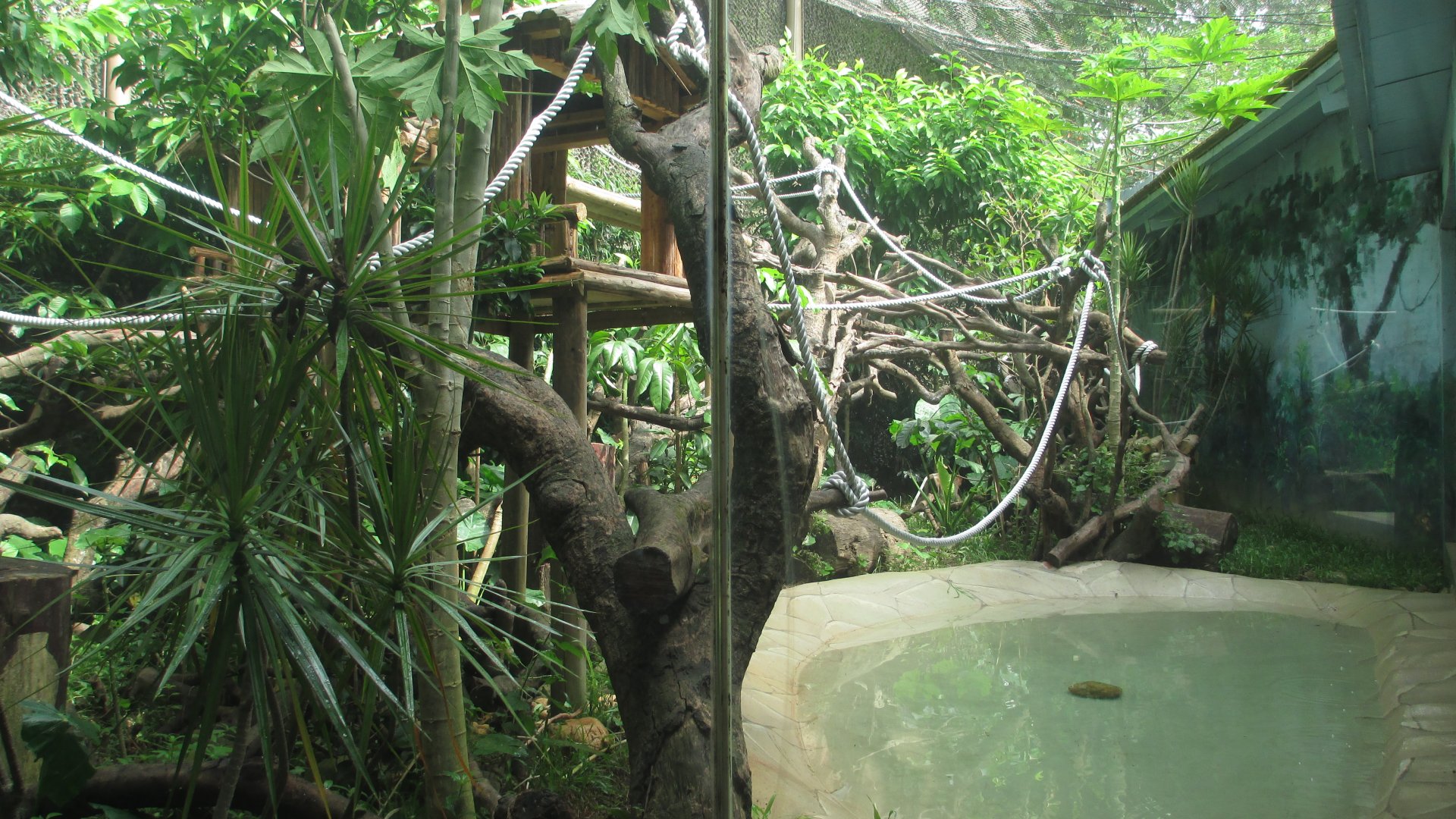 Proboscis monkey exhibit