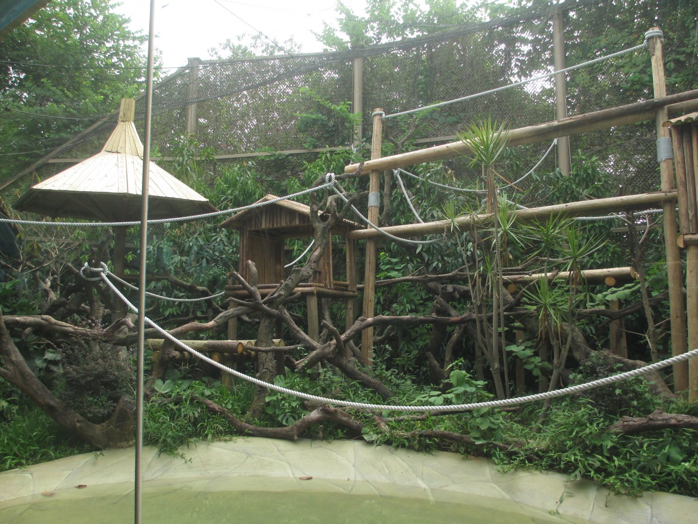 Proboscis monkey exhibit