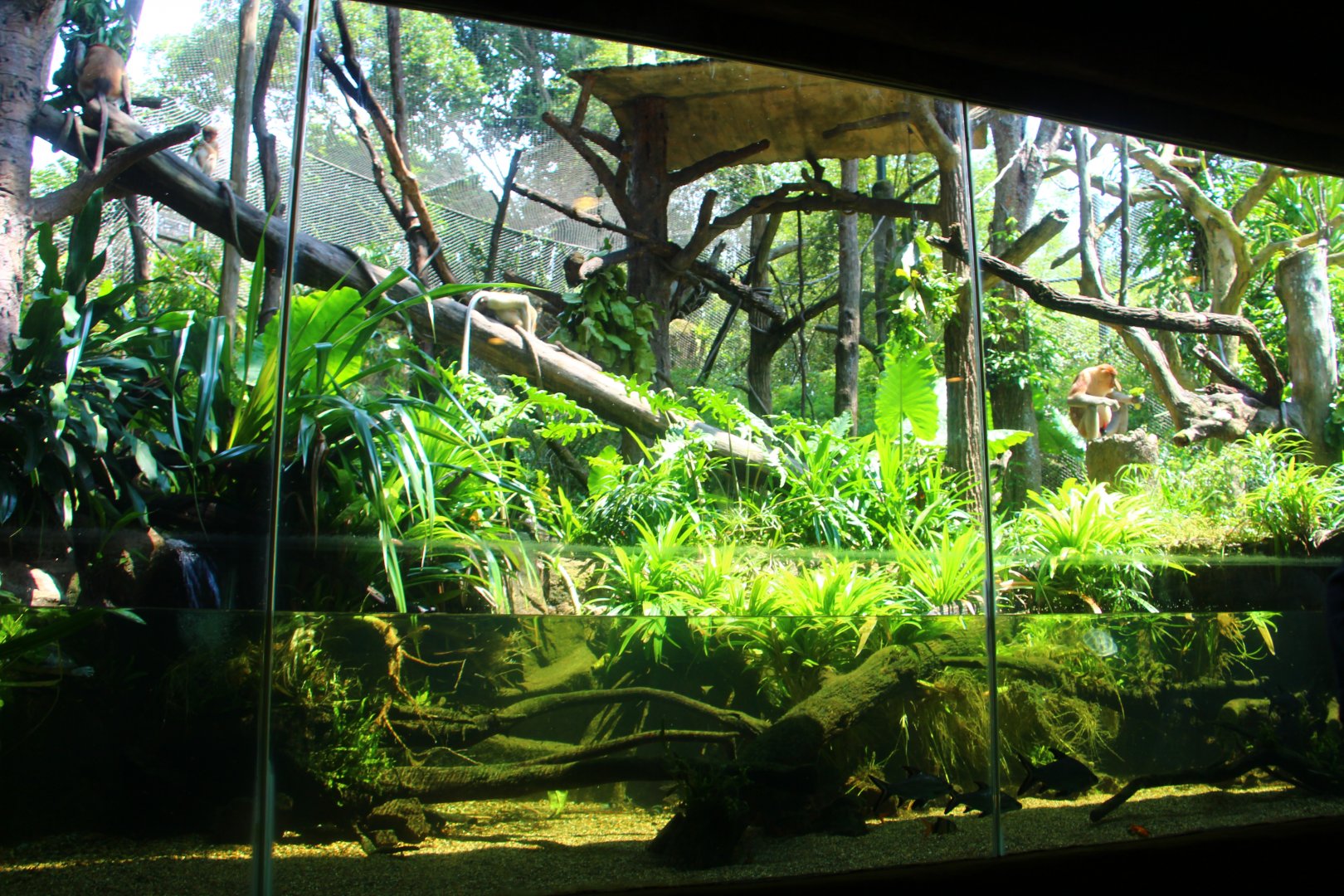 Proboscis Monkey exhibit