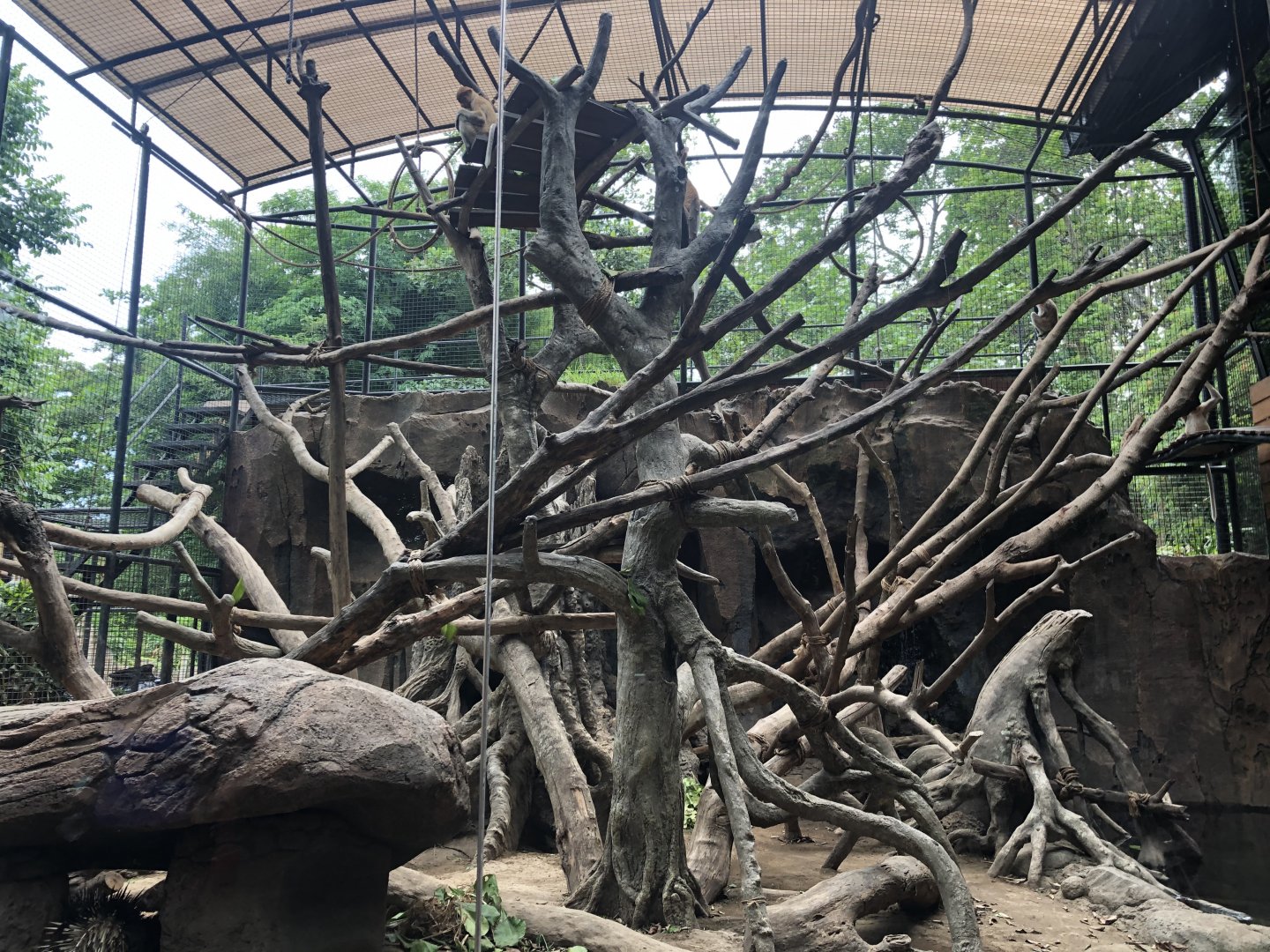 Proboscis Monkey Exhibit