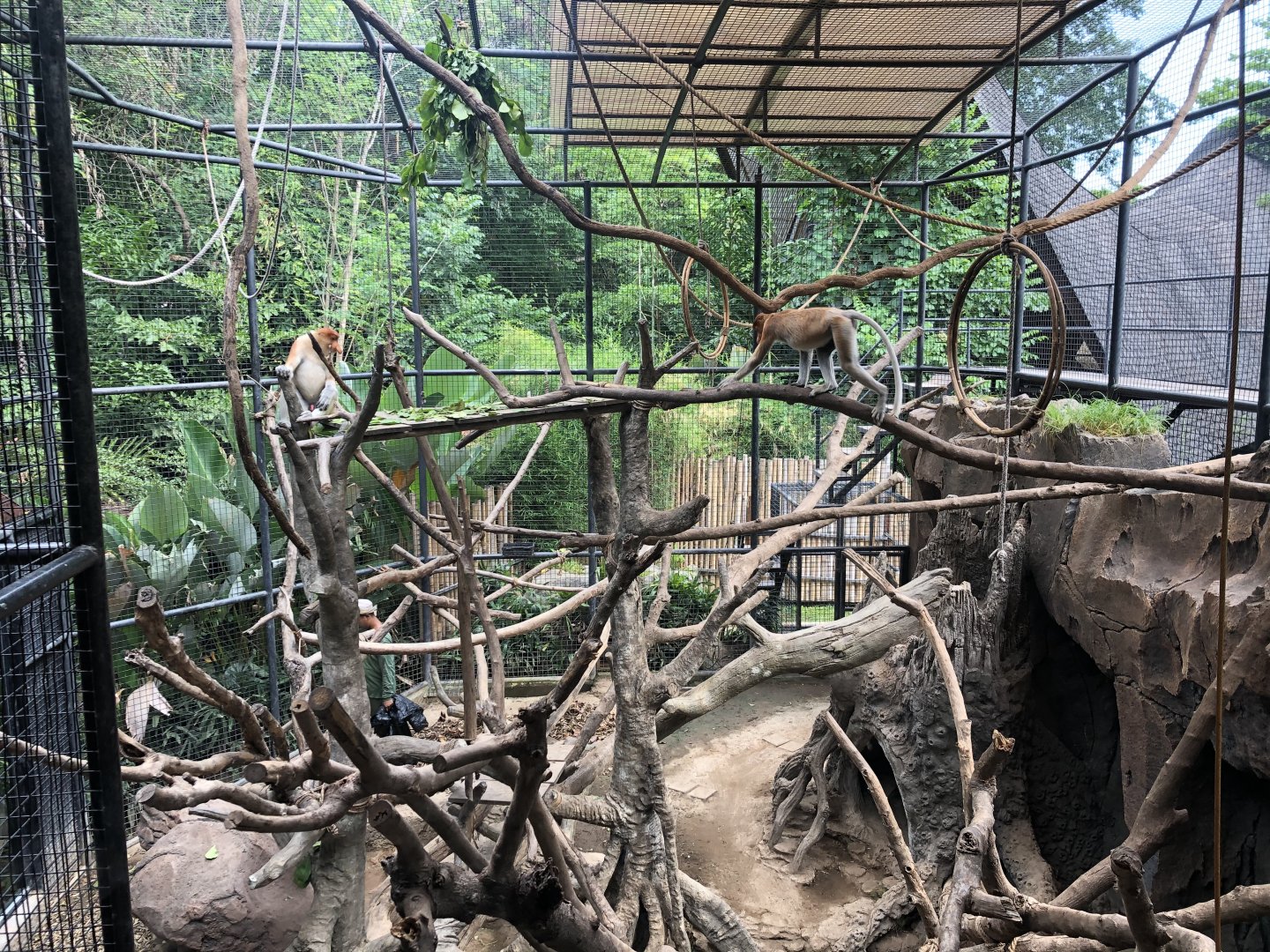 Proboscis Monkey Exhibit