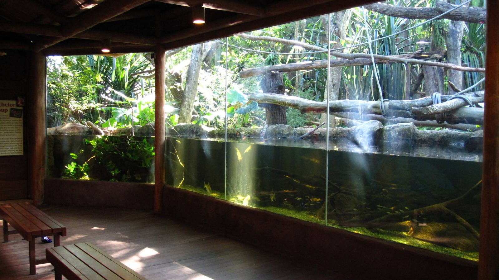 Proboscis Monkey exhibit