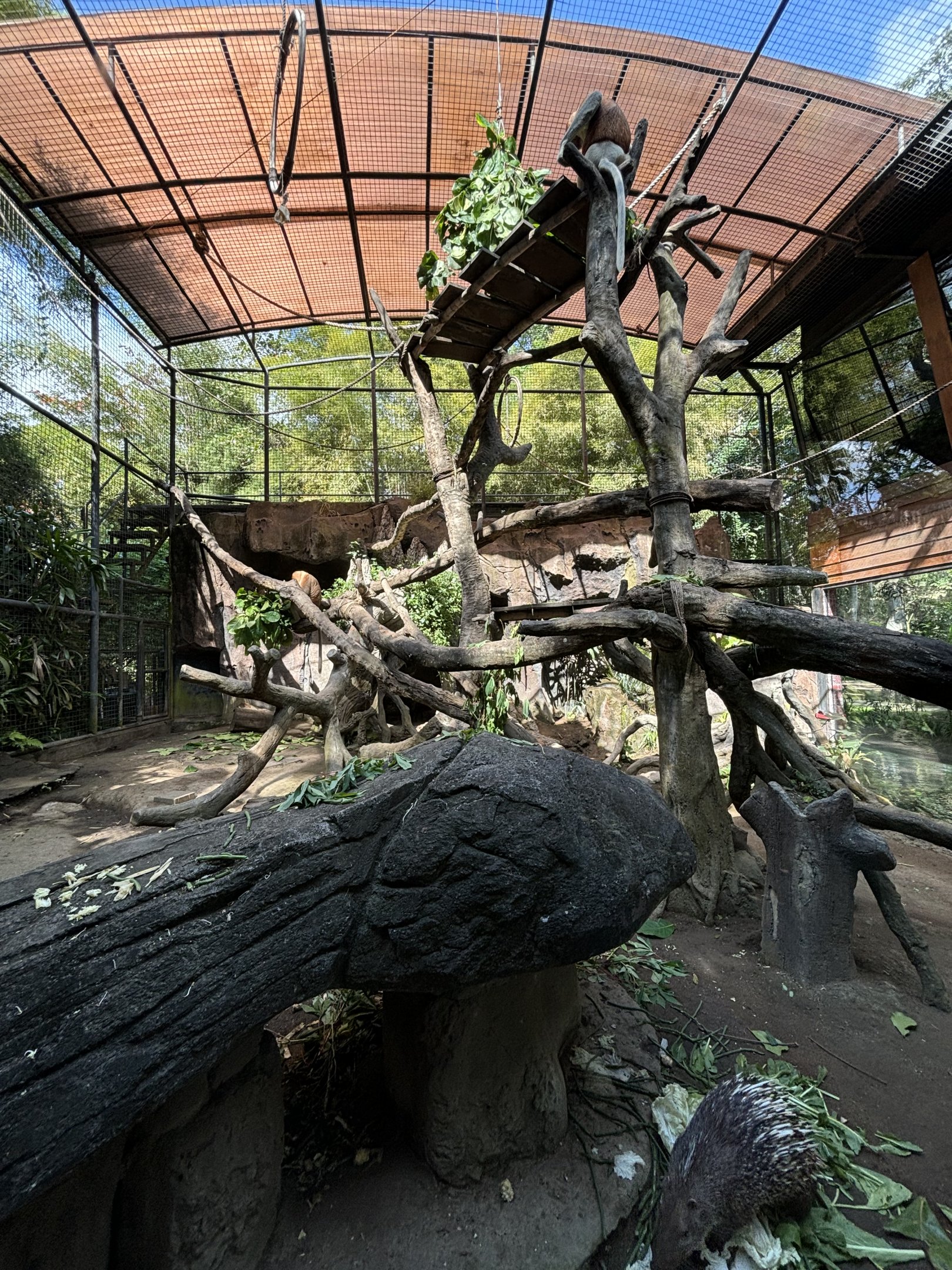 Proboscis Monkey Exhibit