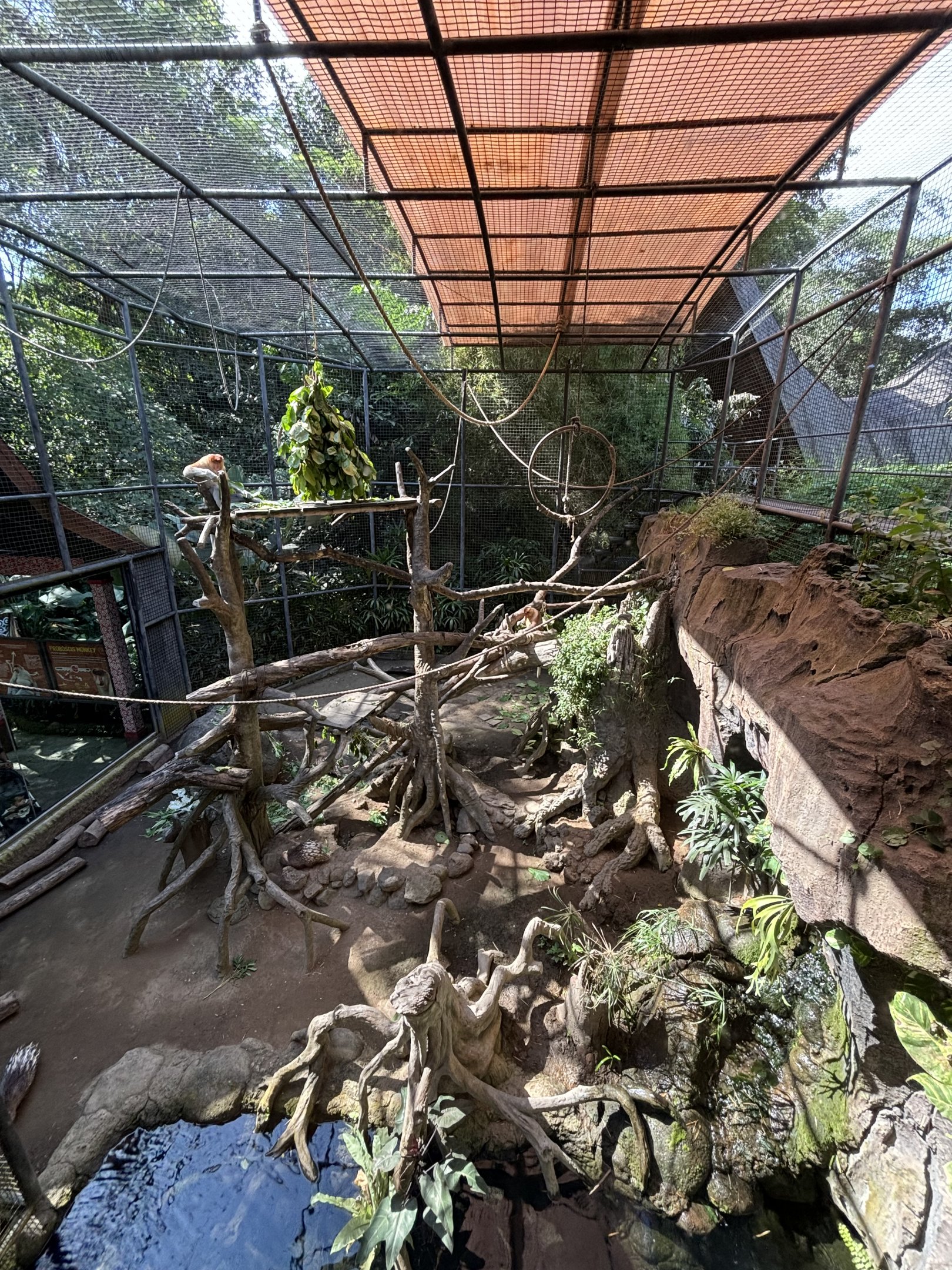 Proboscis Monkey Exhibit