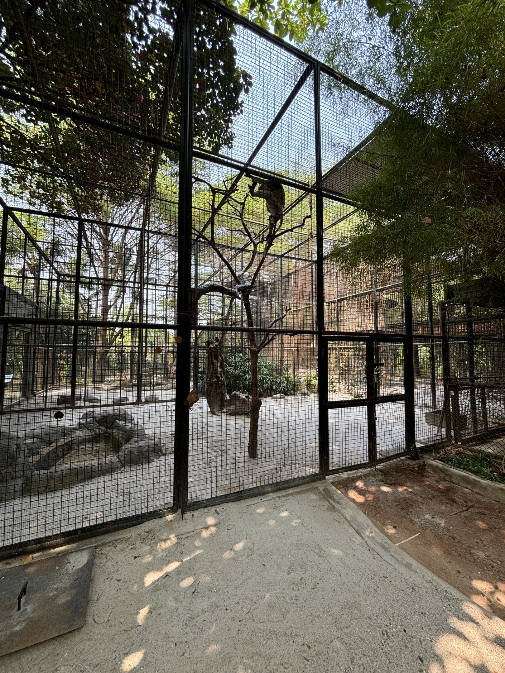 Proboscis Monkey Exhibit