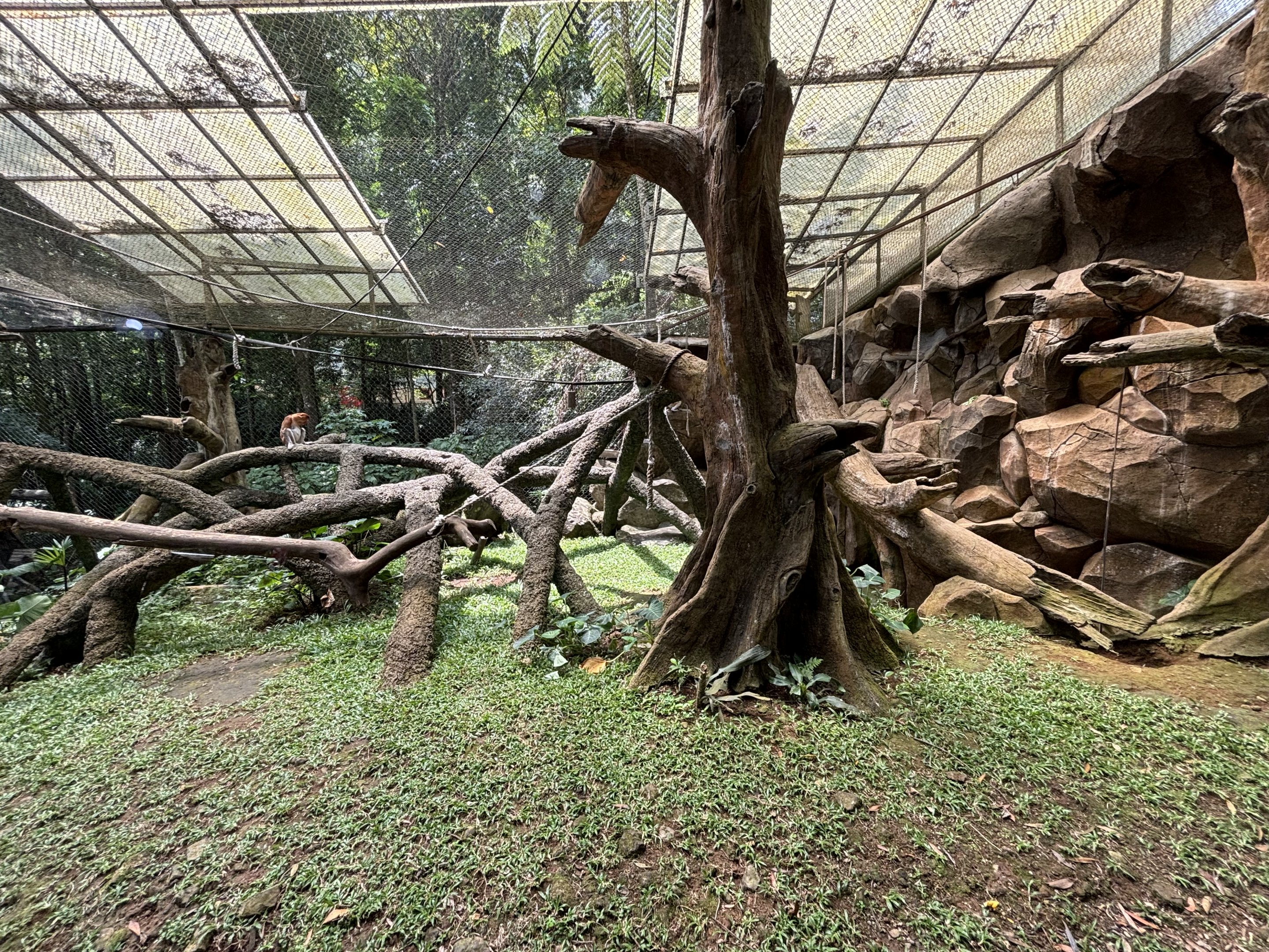 Proboscis Monkey Exhibit