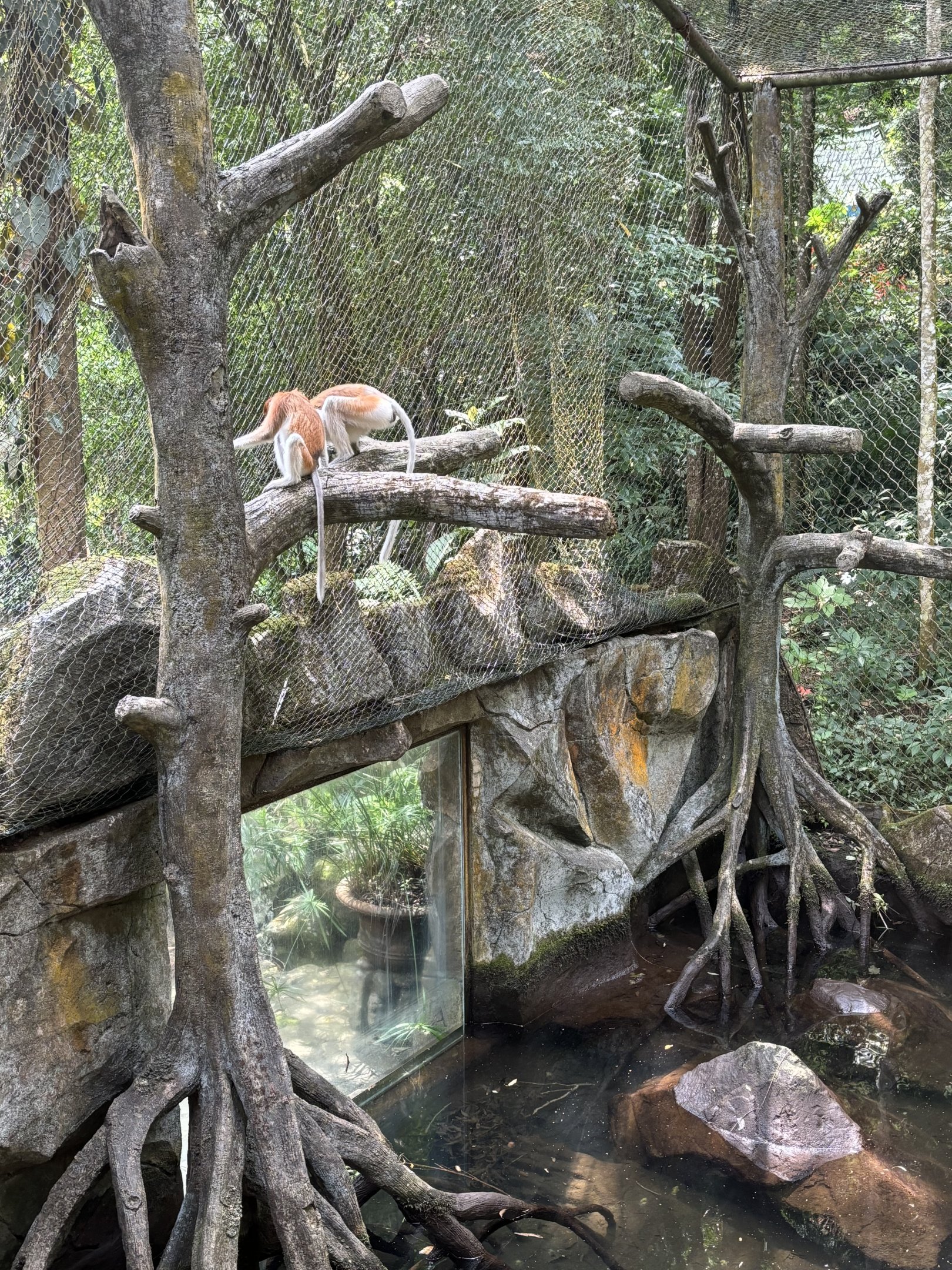 Proboscis Monkey Exhibit