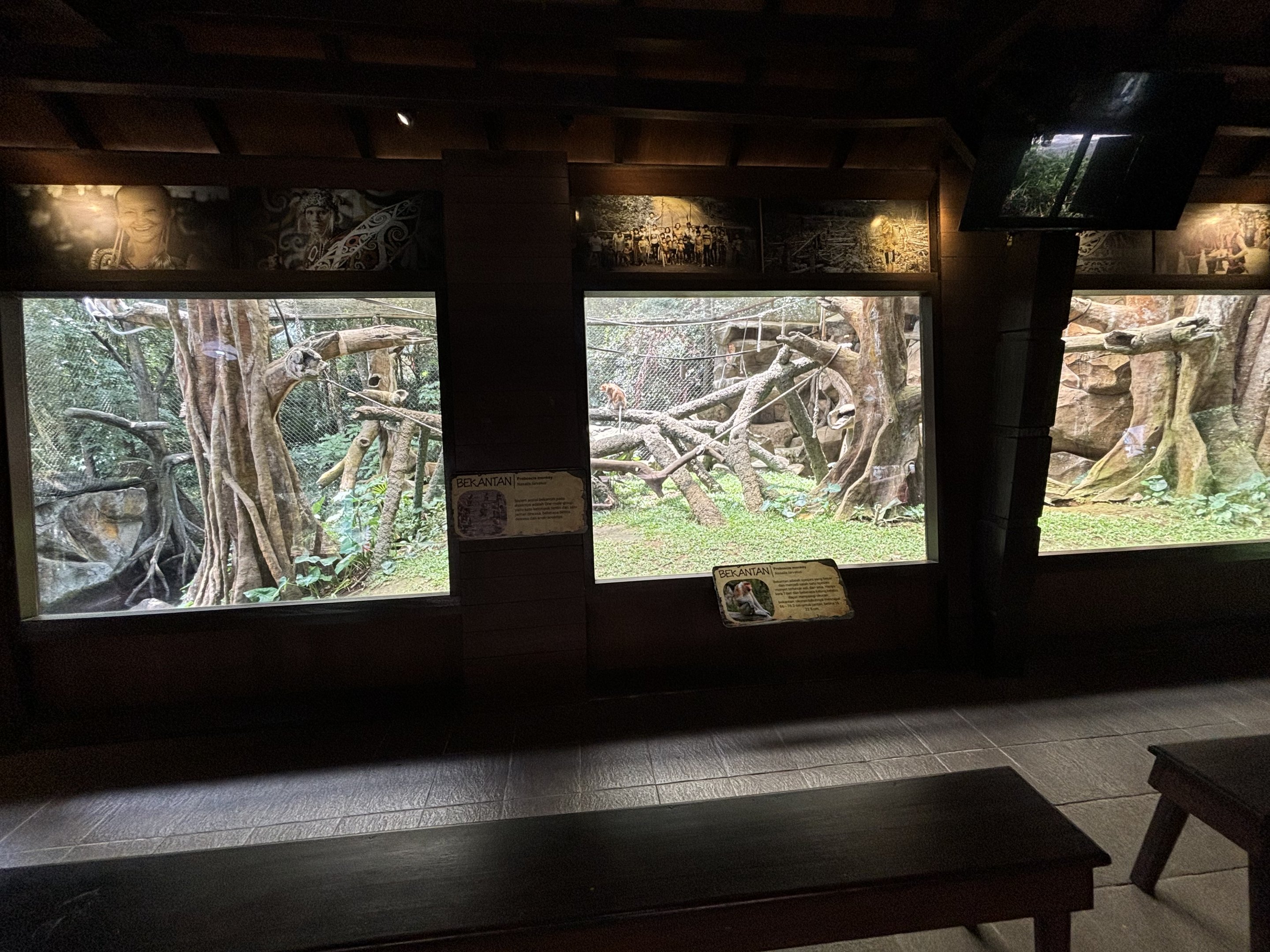 Proboscis Monkey Exhibit