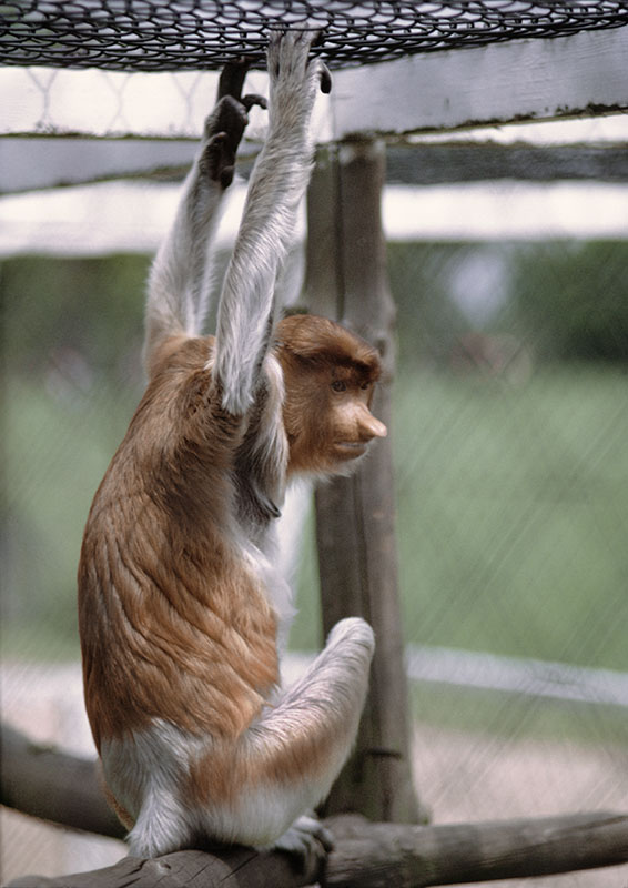 Proboscis monkey female 1973