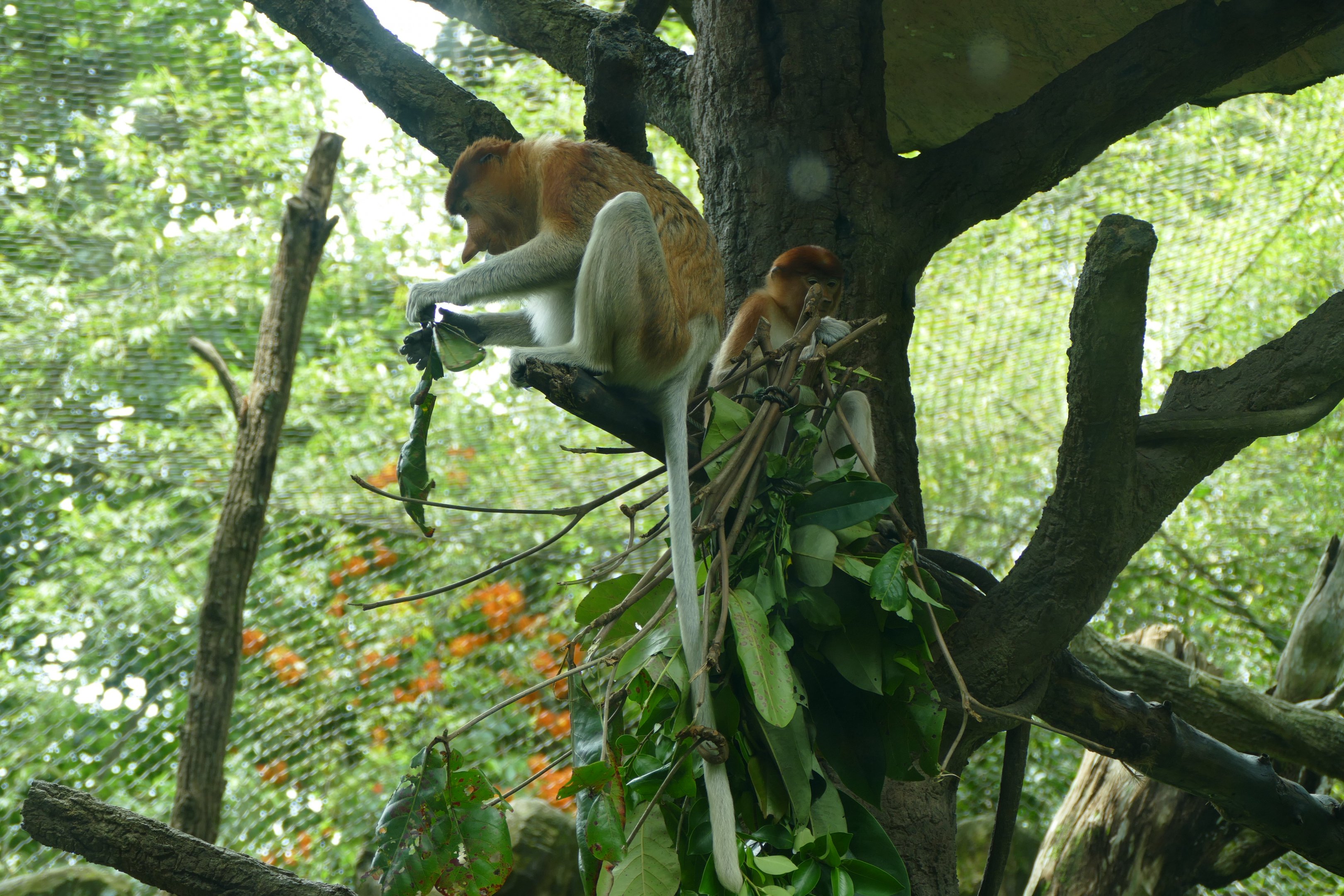 Proboscis monkey (female and youngster)