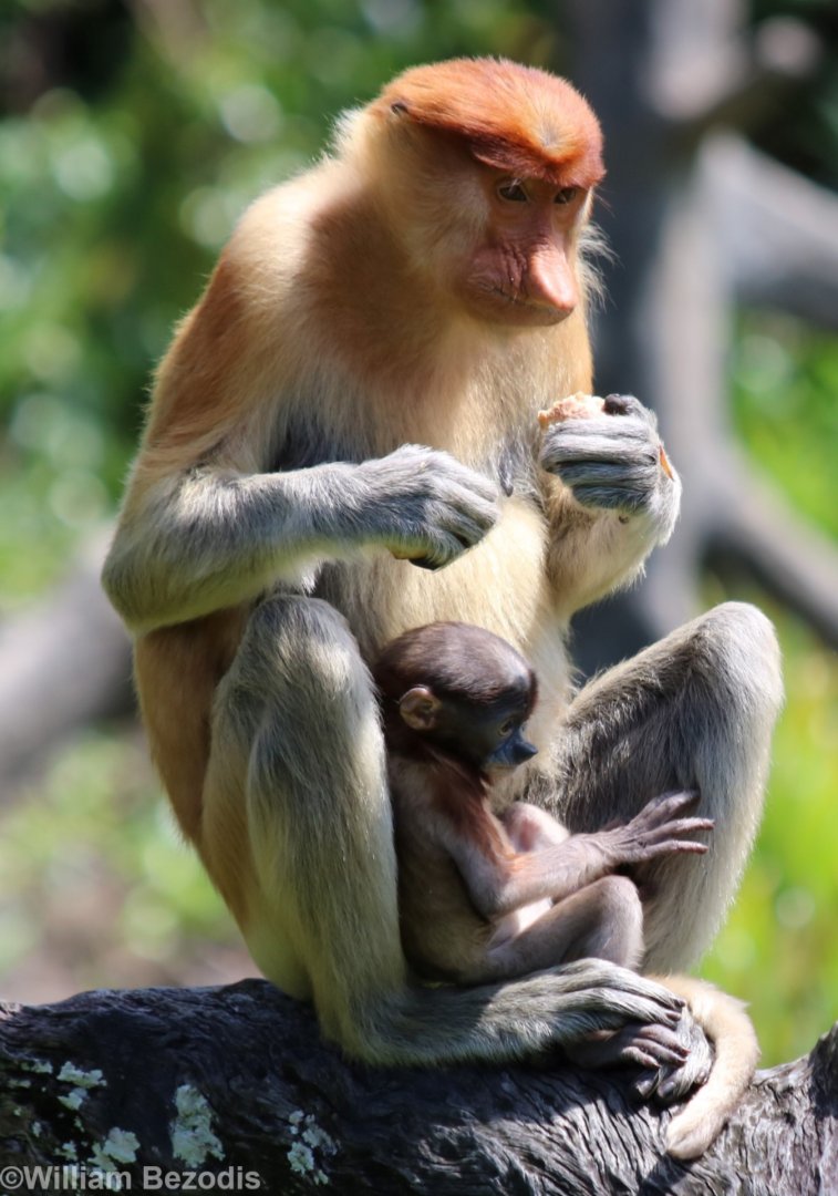 Proboscis Monkey Female with Baby - Labuk Bay