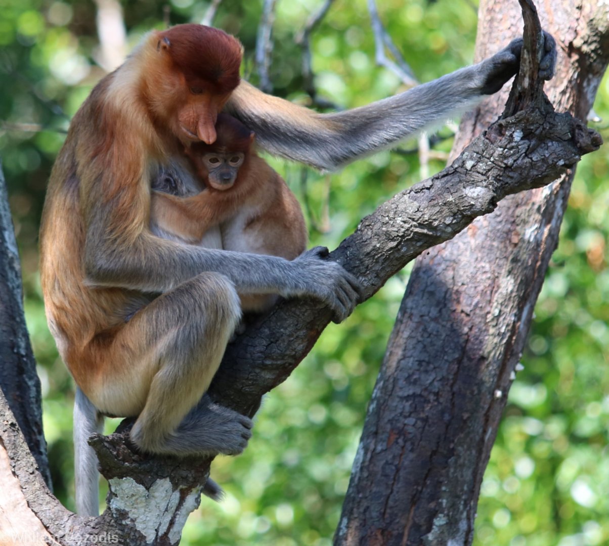 Proboscis Monkey Female with Baby - Labuk Bay
