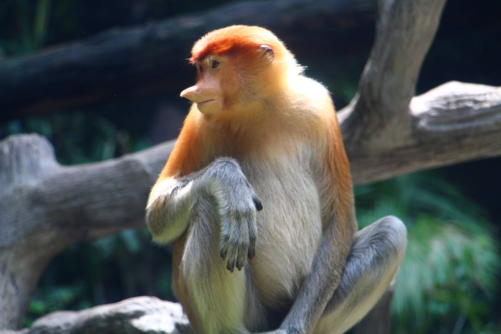 Proboscis Monkey (female)