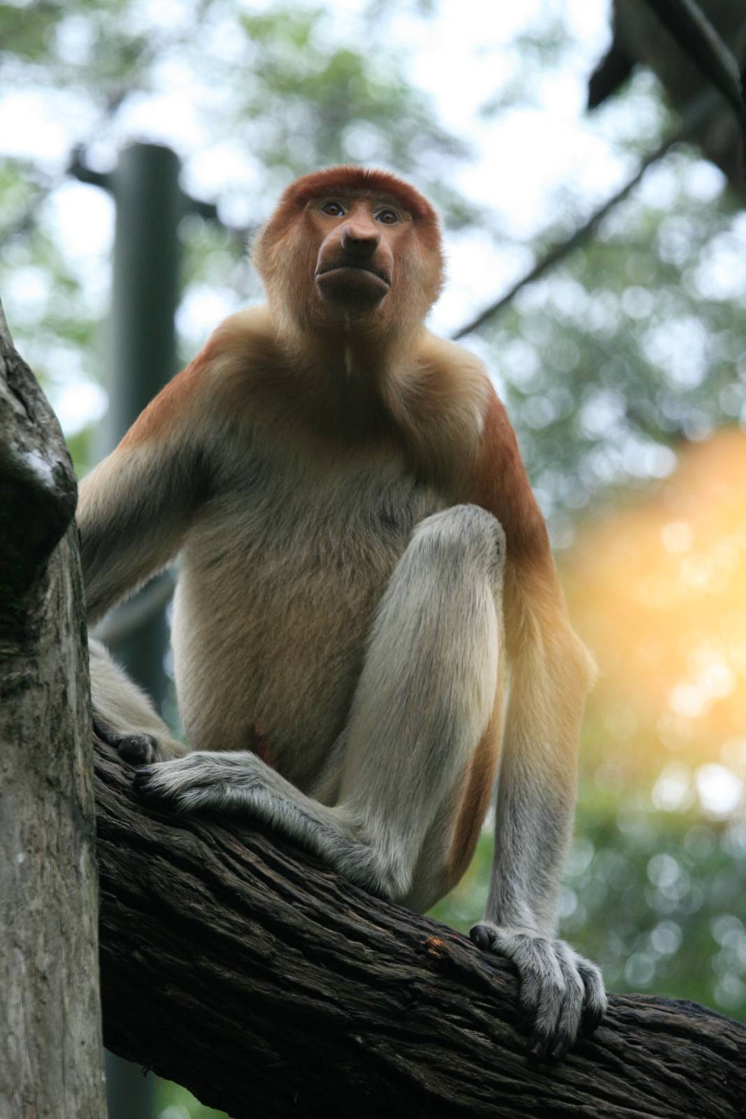 Proboscis monkey female