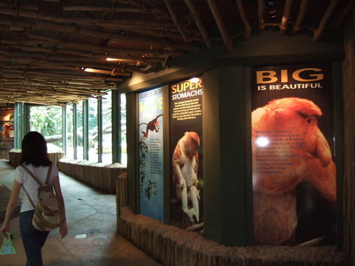 Proboscis Monkey gallery, Singapore Zoo