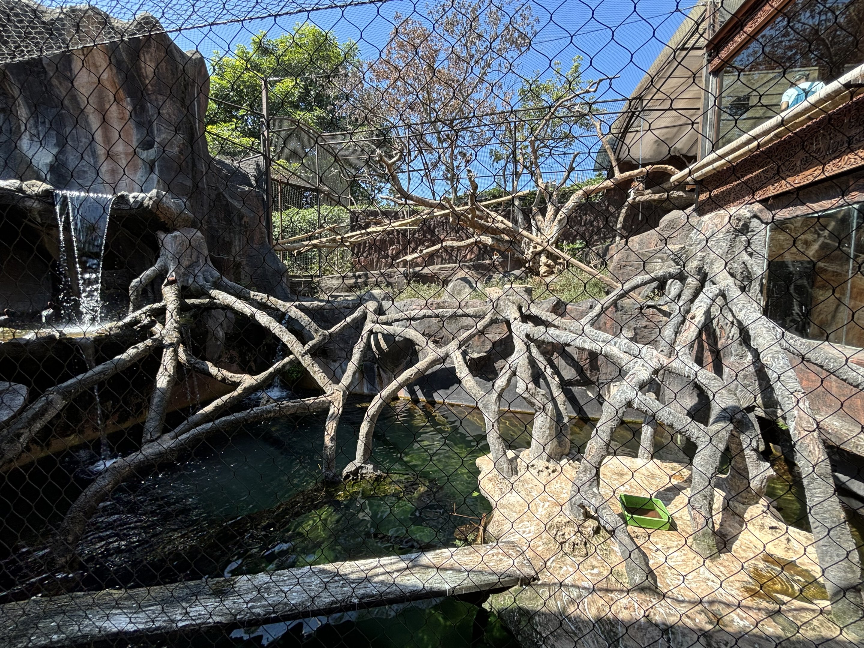 Proboscis Monkey + Glossy Ibis Exhibit