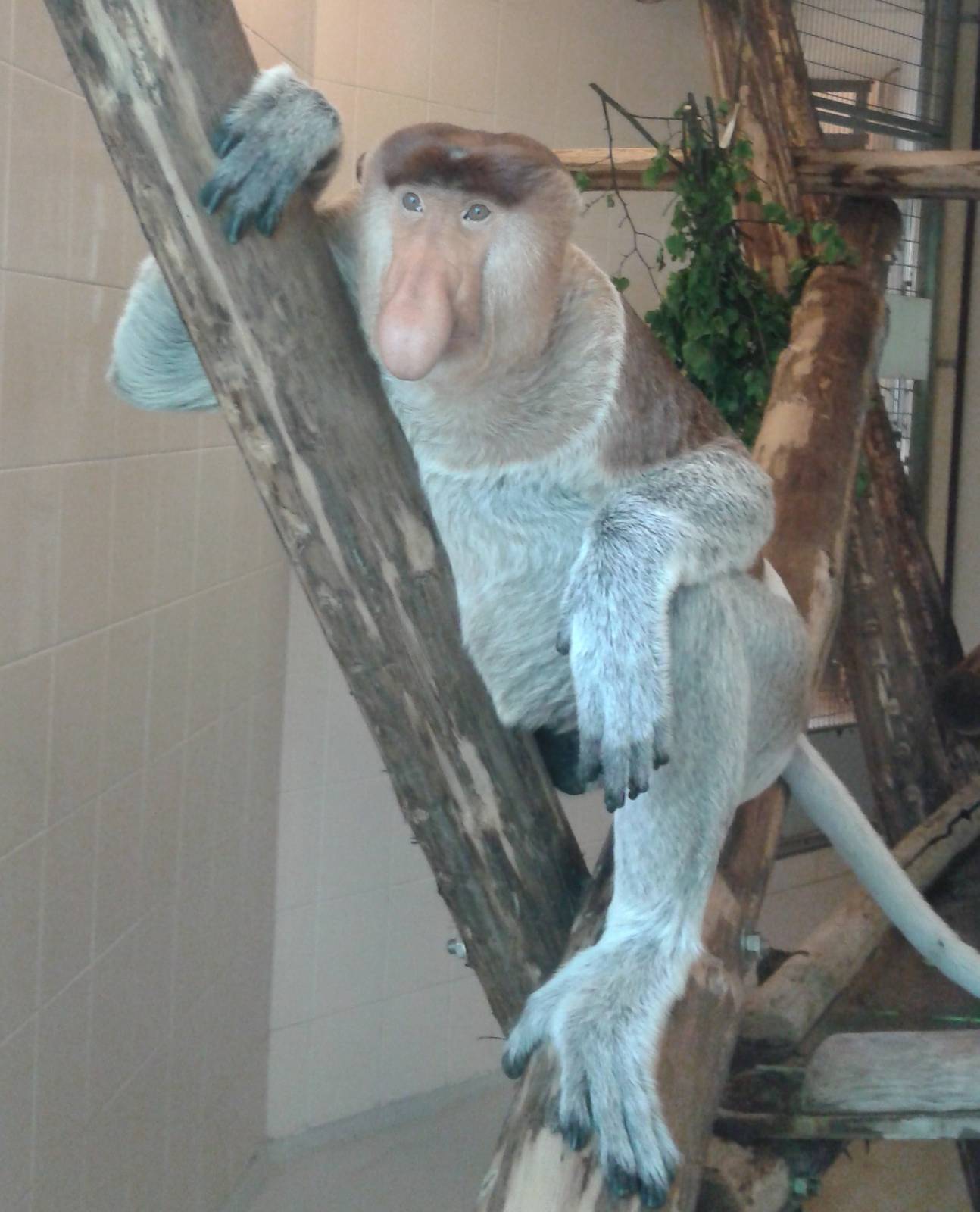 Proboscis monkey in indoor-enclosure