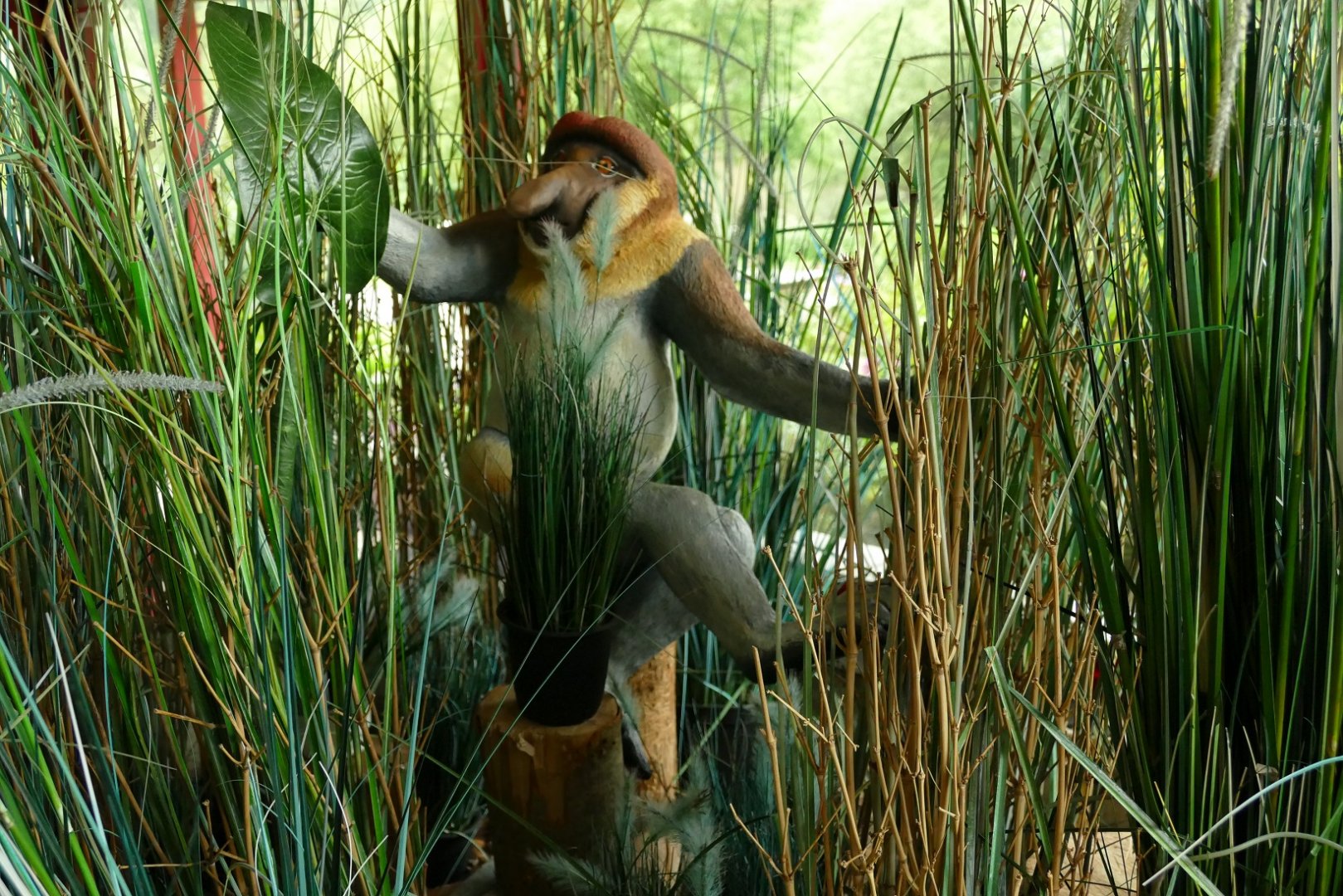 Proboscis monkey in the restaurant, June 2021