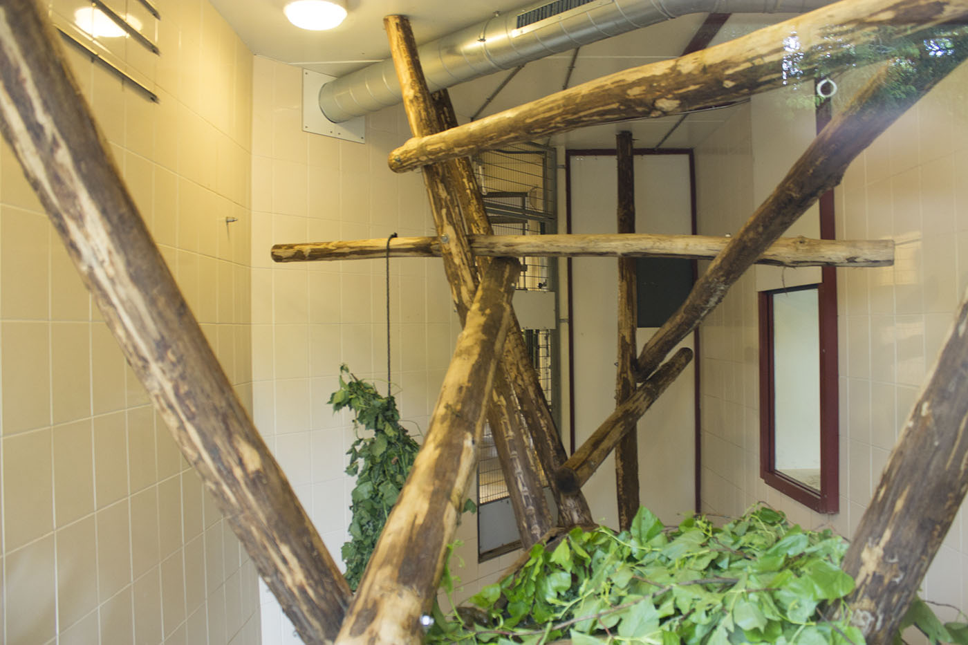 Proboscis Monkey indoor exhibit, 4/29/14