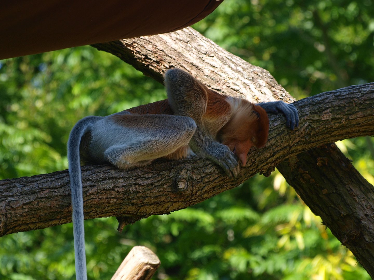 Proboscis monkey Jeff (Nasalis larvatus), 2015-08-01
