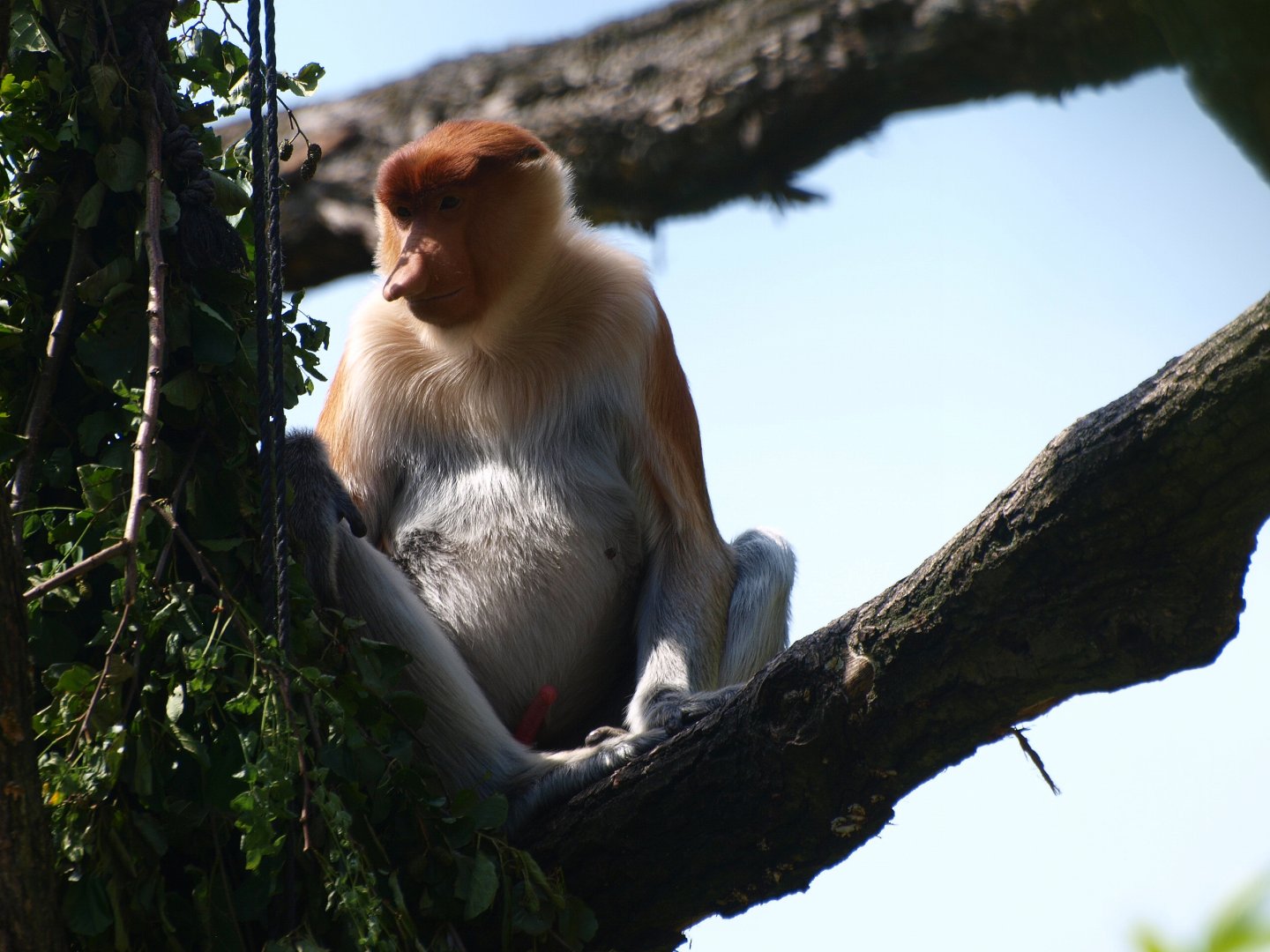Proboscis monkey Jeff (Nasalis larvatus), 2015-08-01