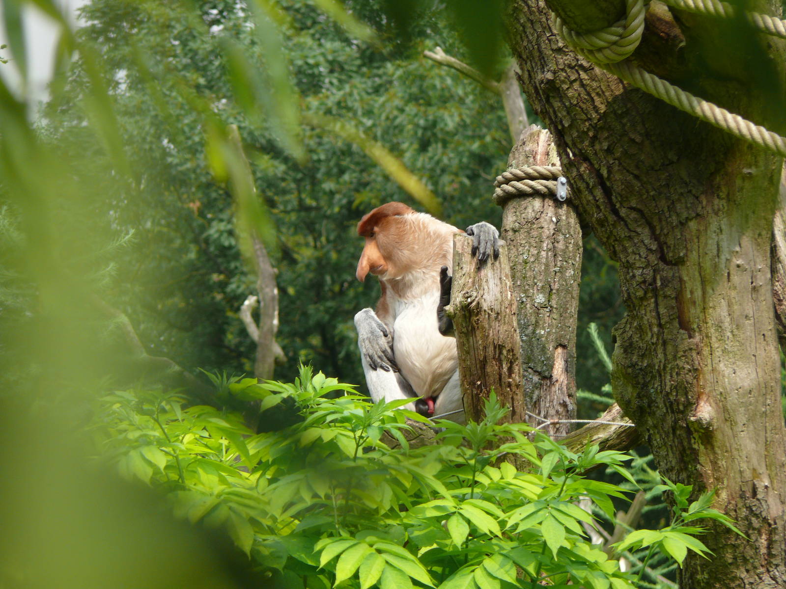 Proboscis monkey, July 2012