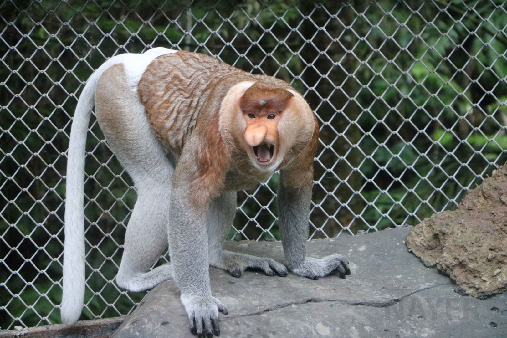 Proboscis monkey, June 2016