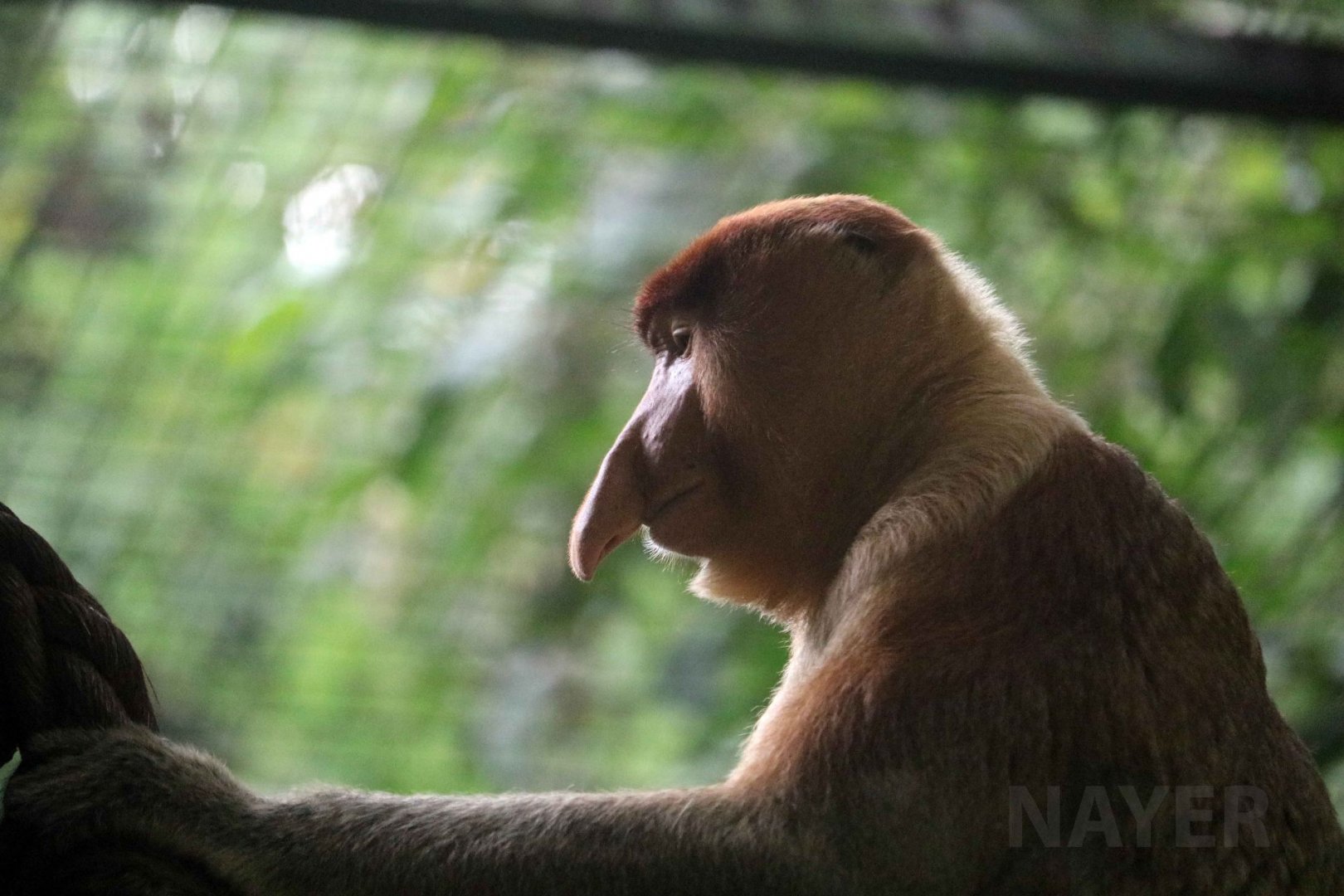 Proboscis monkey, June 2016