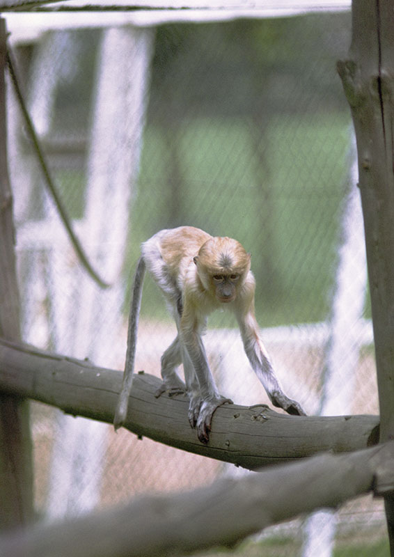 Proboscis monkey juvenile 1973
