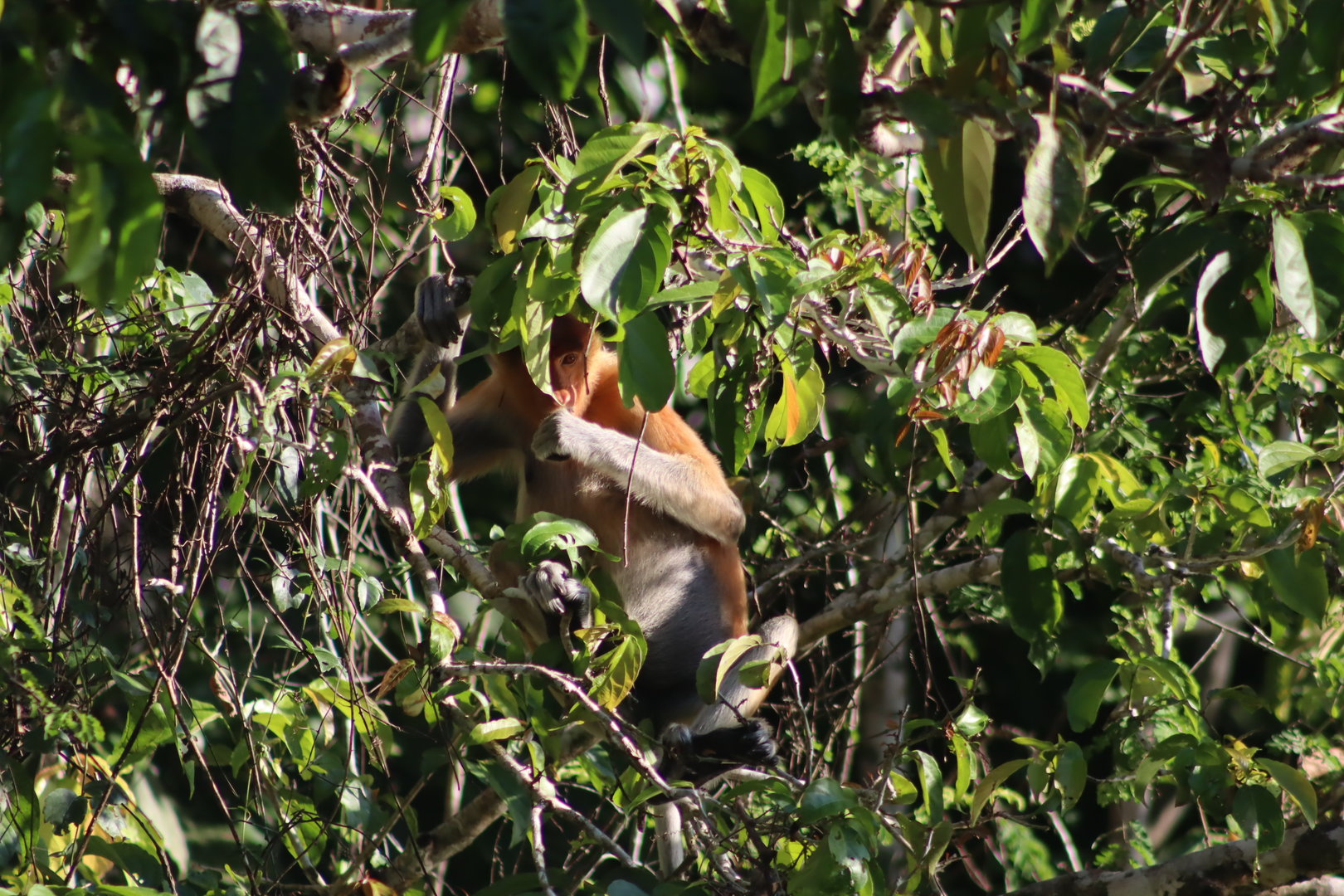 Proboscis monkey - Kinabatangan River, 13 June 2023