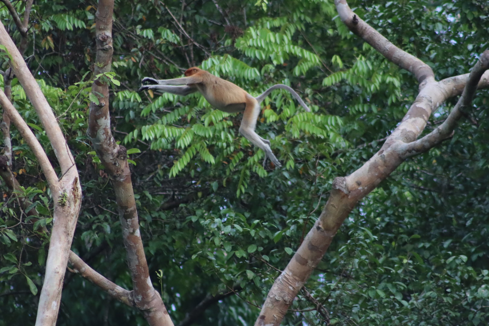 Proboscis monkey - Kinabatangan River, 14 June 2023
