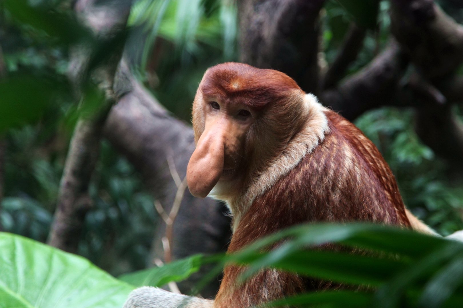 Proboscis monkey male