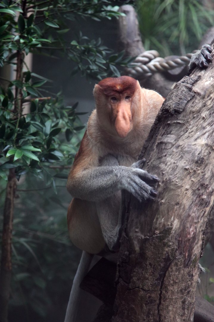Proboscis monkey male