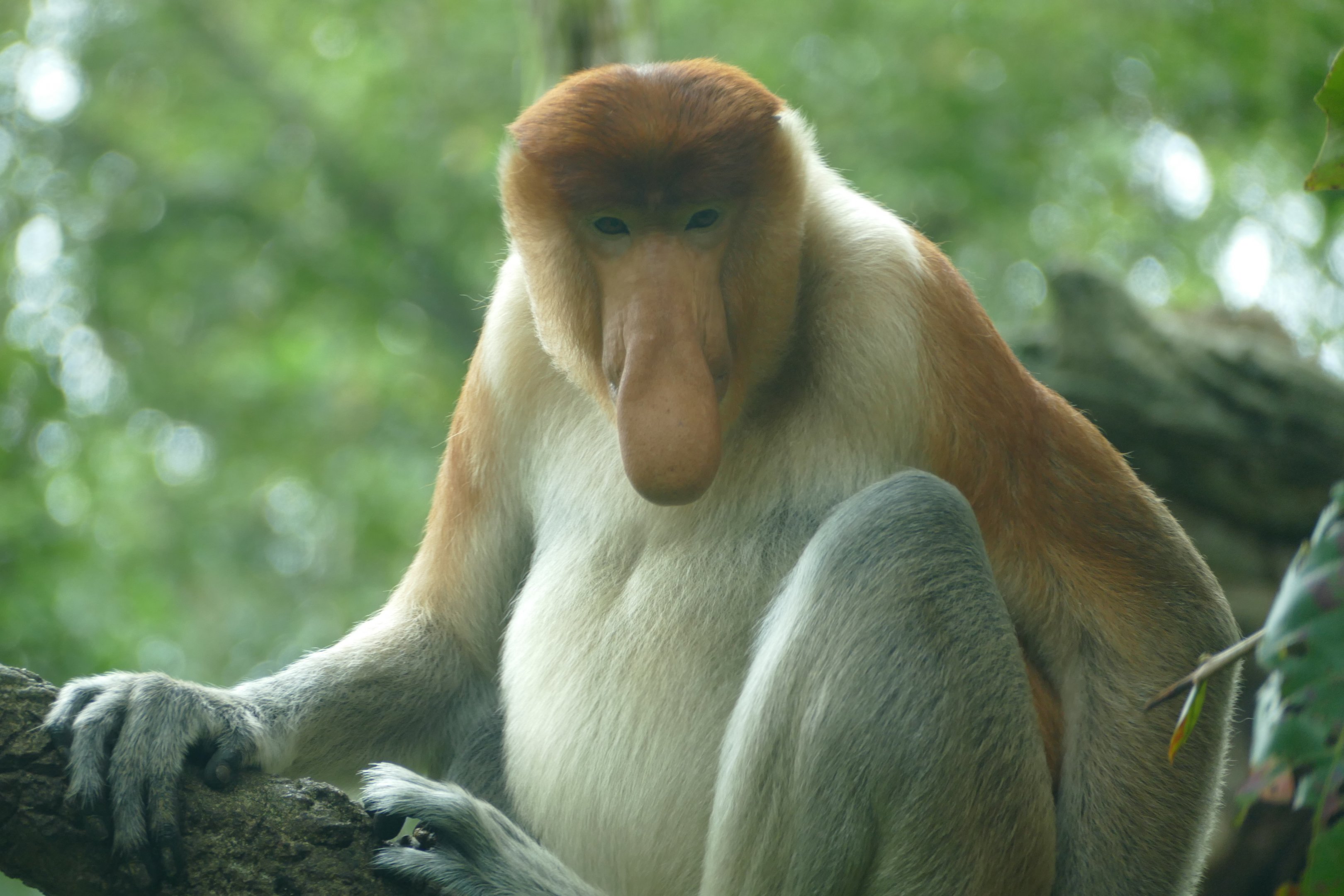Proboscis monkey (male)