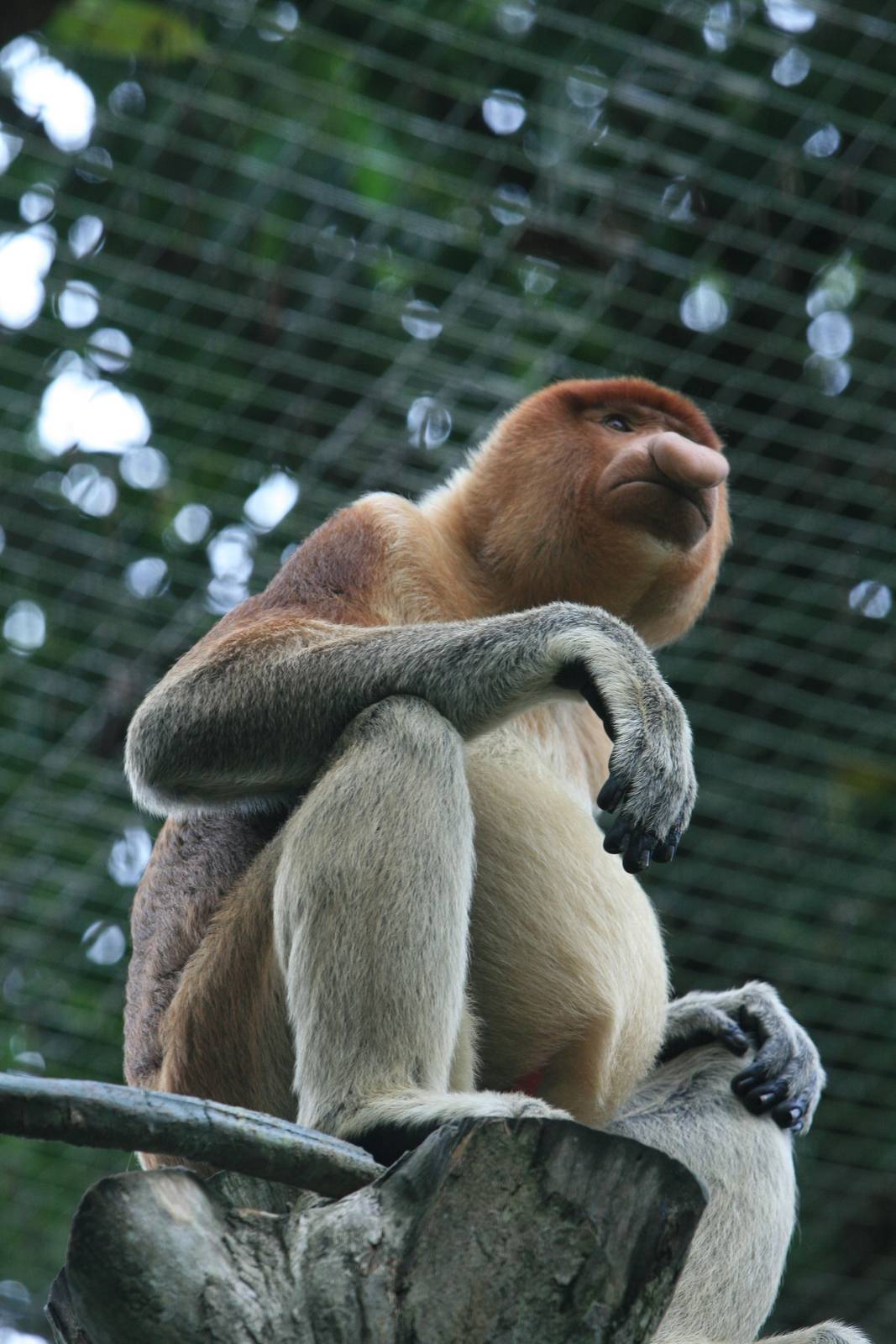 Proboscis monkey male