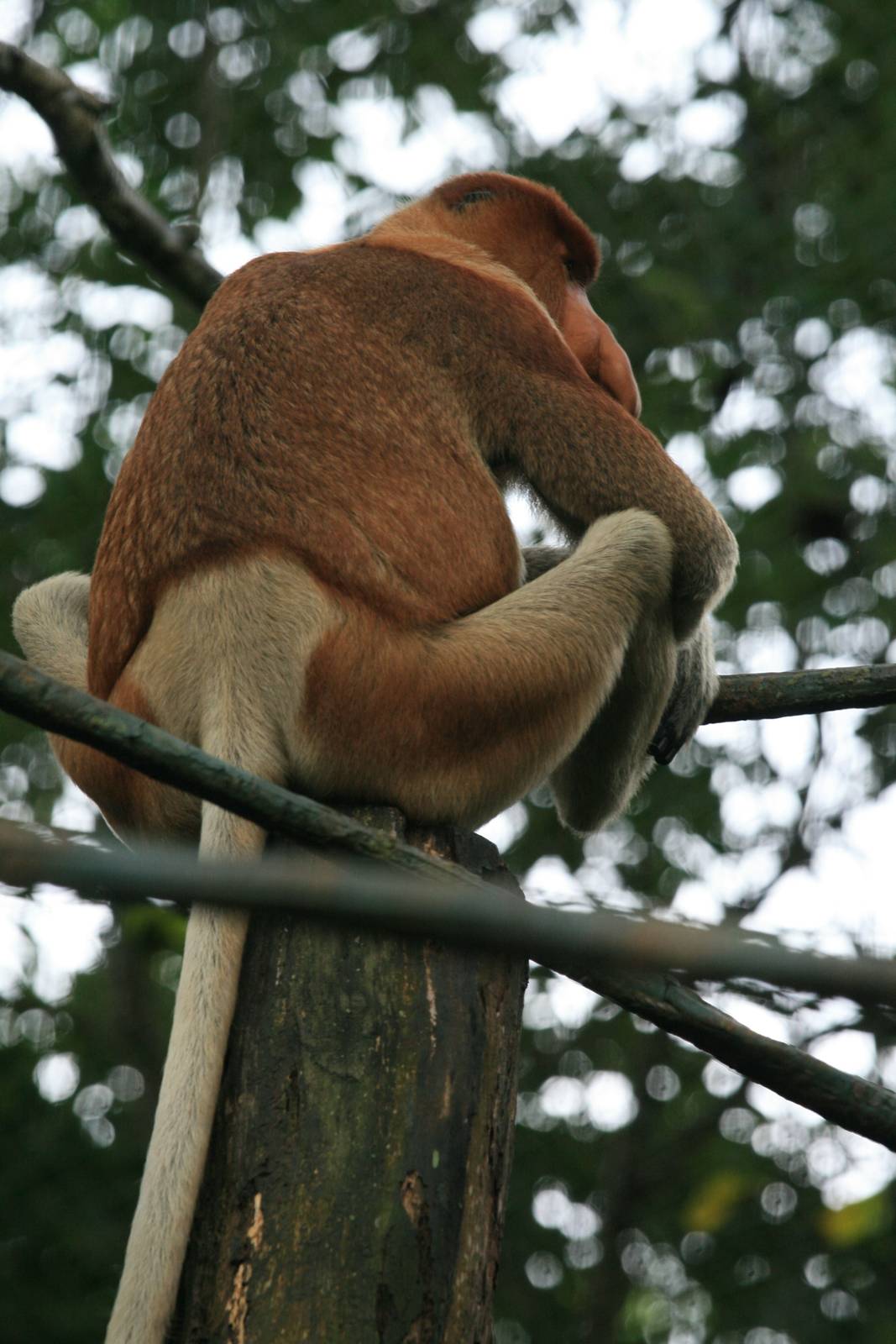 Proboscis monkey male