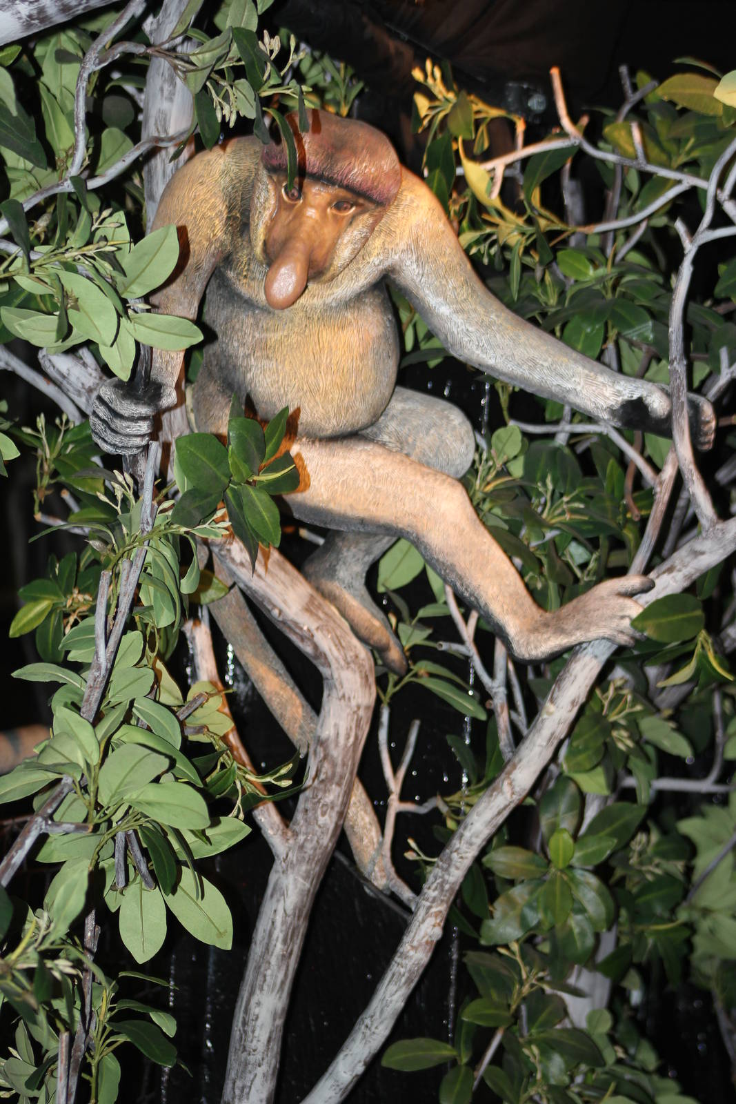 Proboscis monkey model