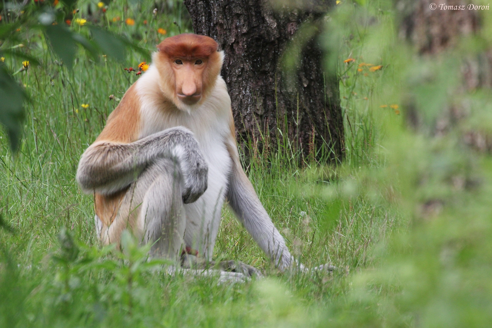 Proboscis Monkey (Nasalis larvatus), June 2015