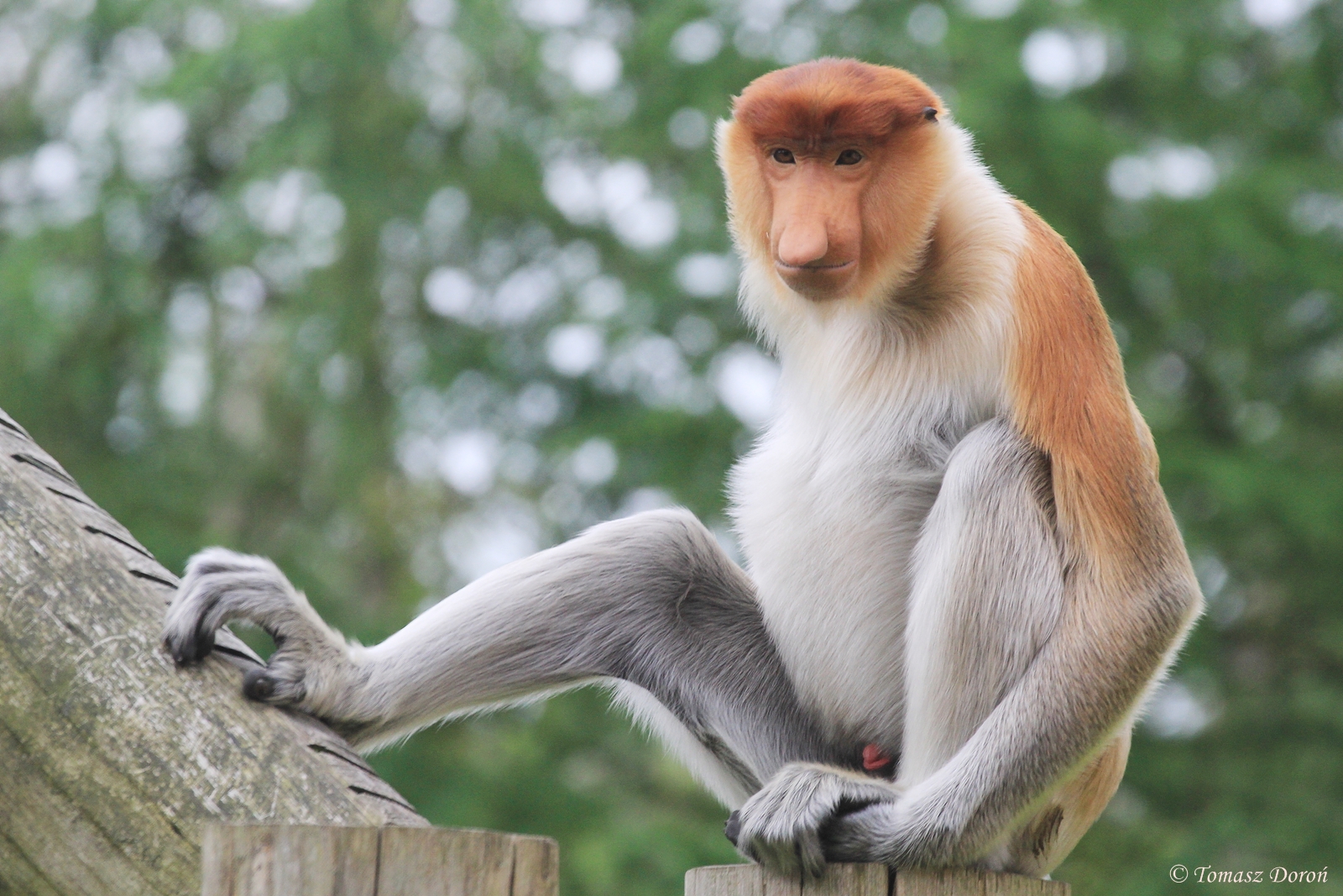 Proboscis Monkey (Nasalis larvatus), June 2015